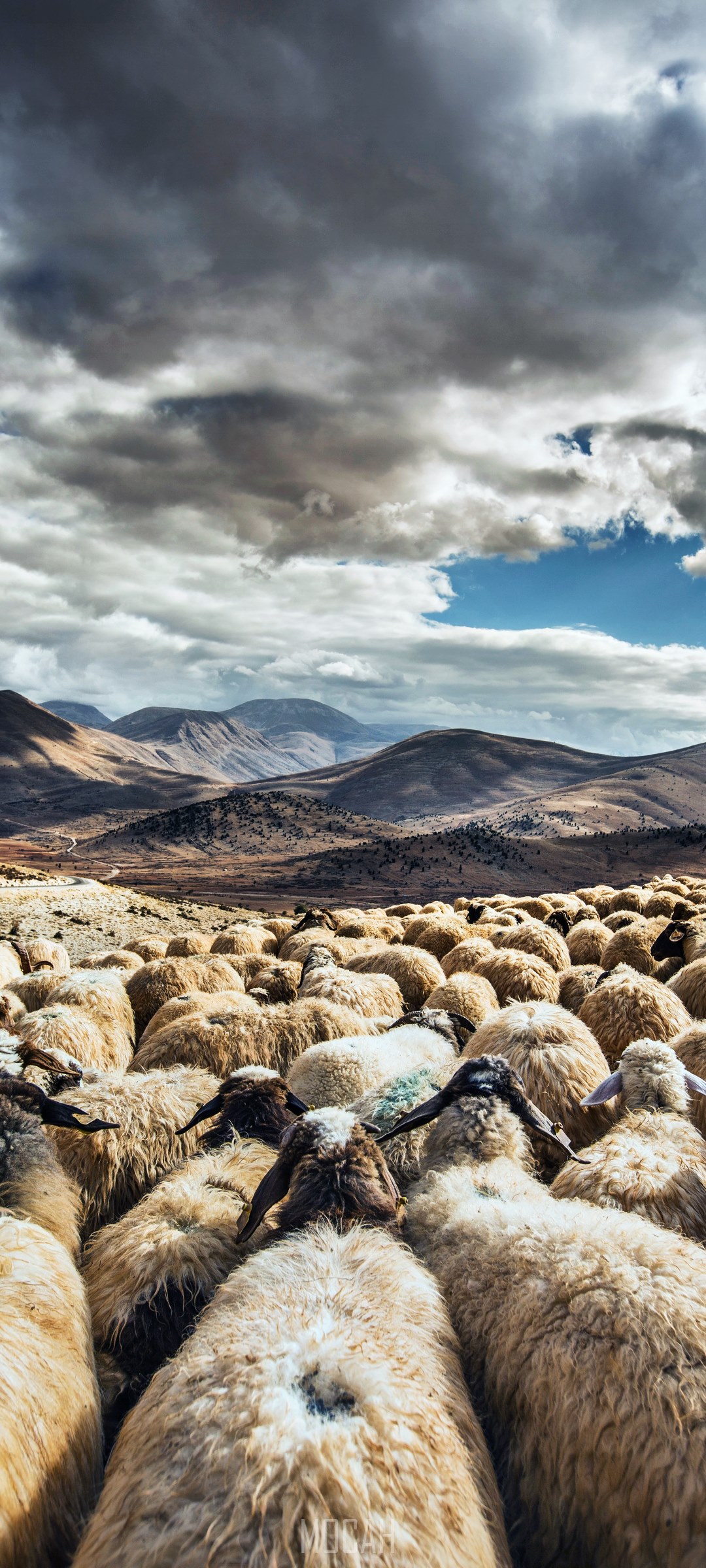 Flock of sheep in a mountainous landscape under cloudy sky HD Phone Wallpaper
