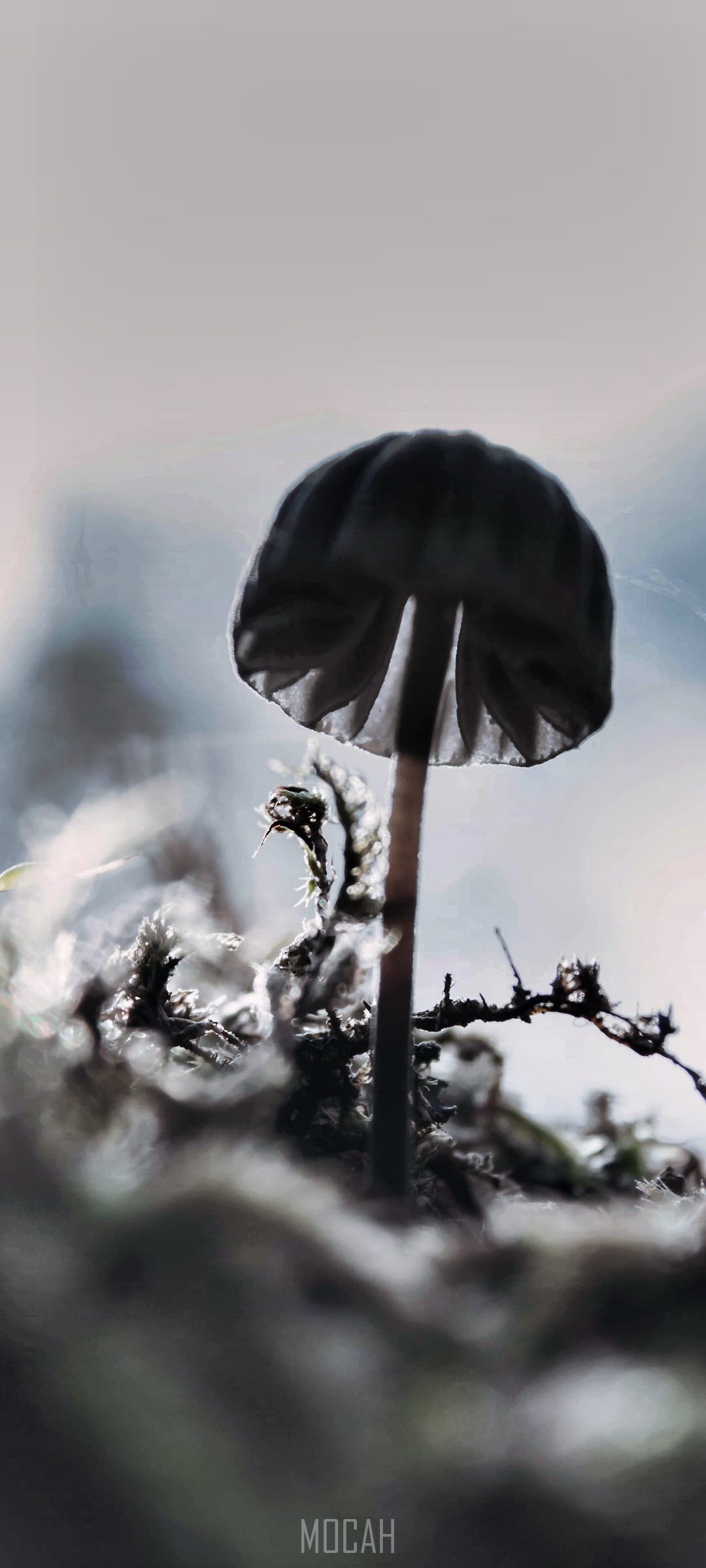 Close up of a mushroom on moss HD Phone Wallpaper