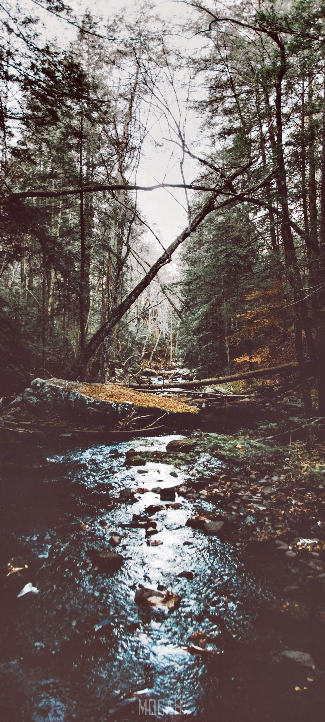 Forest stream with fallen trees and autumn leaves HD Phone Wallpaper