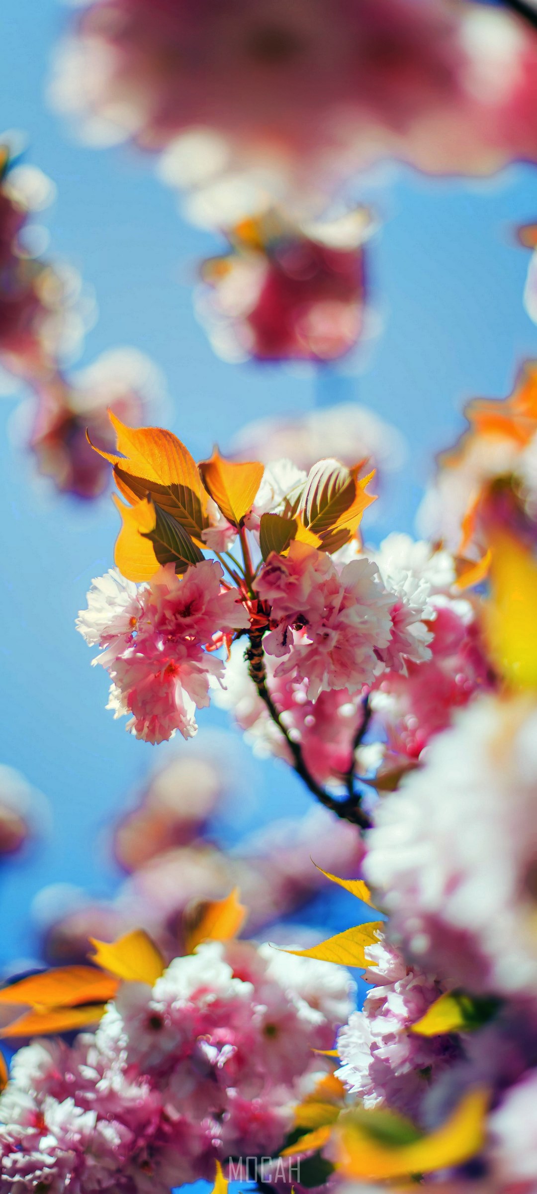 Pink cherry blossoms and yellow leaves against blue sky HD Phone Wallpaper
