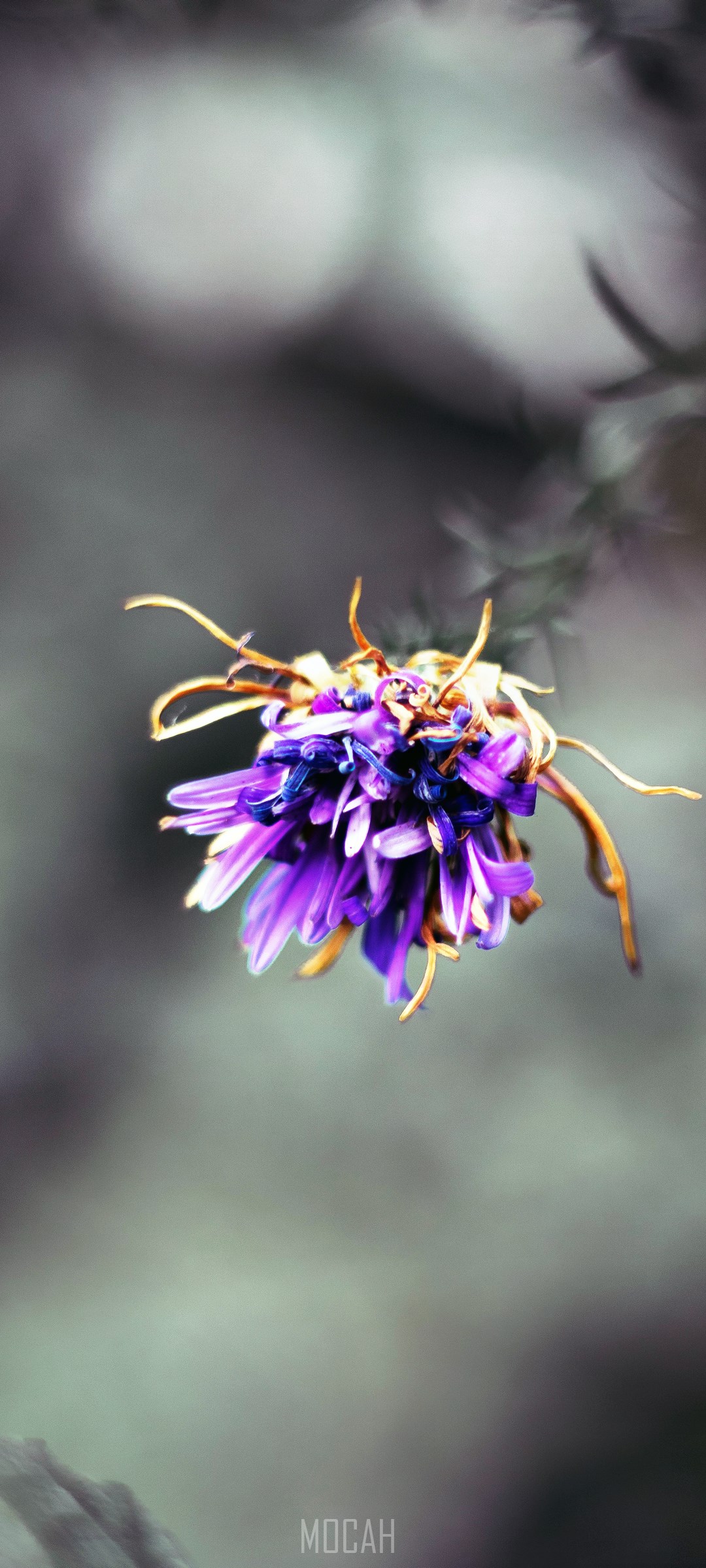 Close-up of a wilting purple flower HD Phone Wallpaper