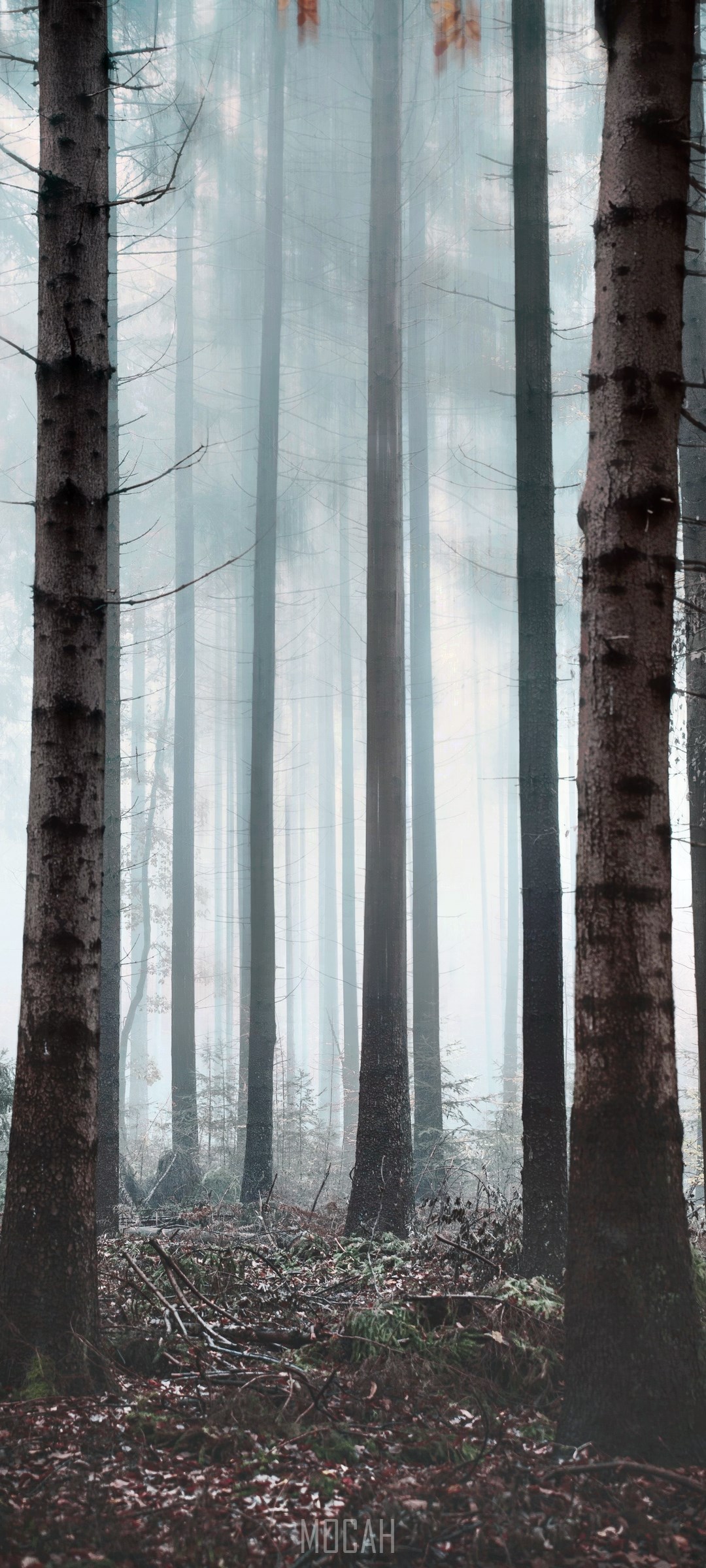 Misty Forest with Tall Trees HD Phone Wallpaper