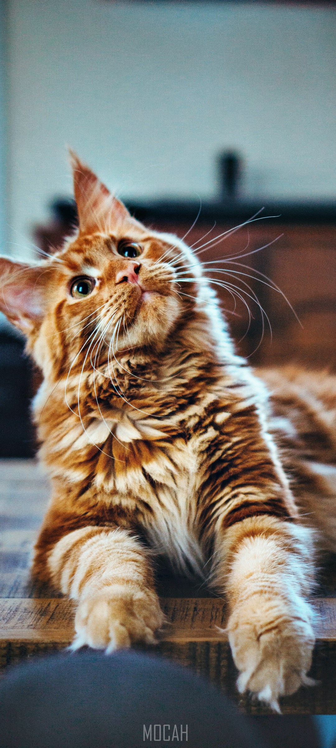 Orange Maine Coon Cat Lying on Wooden Surface HD Phone Wallpaper