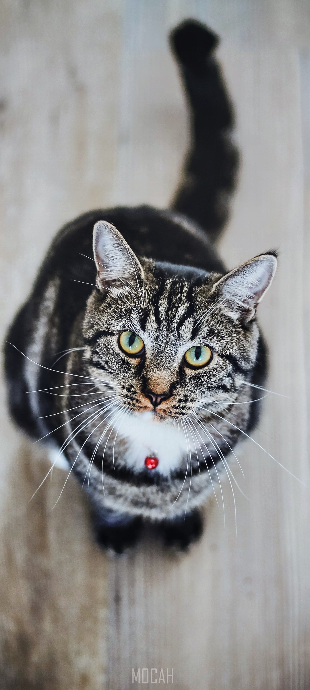 Tabby cat with red collar looking up HD Phone Wallpaper