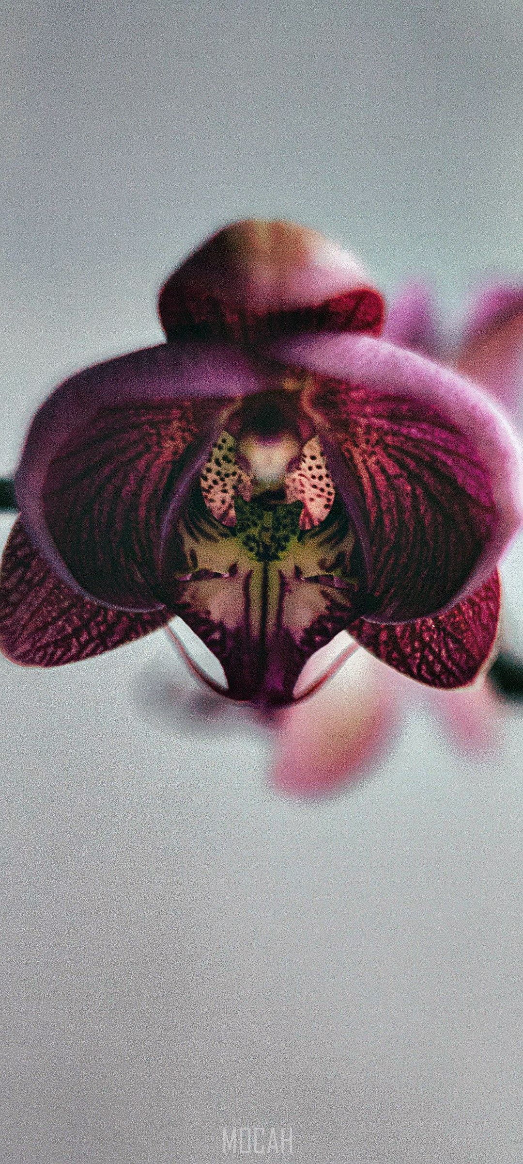 Close-up of a purple orchid flower HD Phone Wallpaper