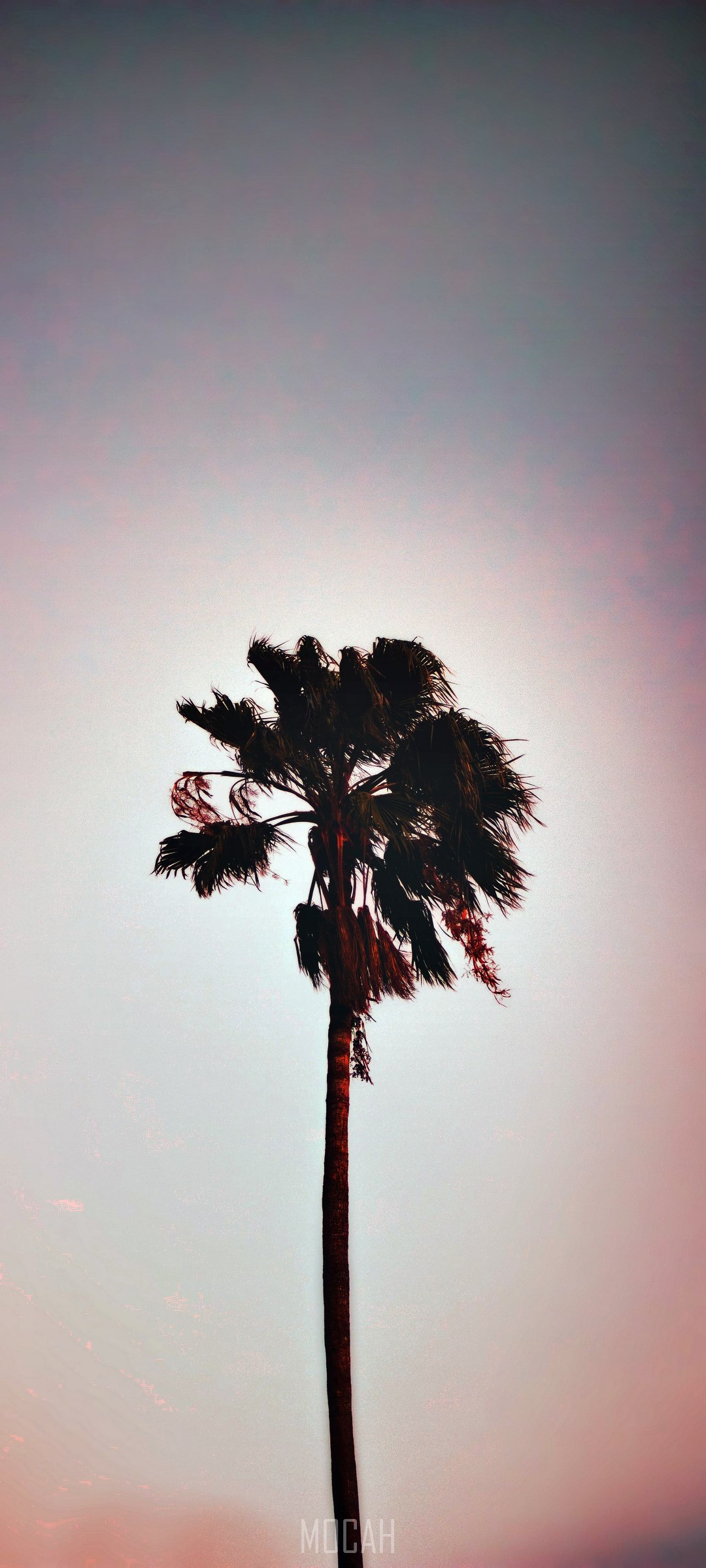 Solitary palm tree against a gradient sky HD Phone Wallpaper