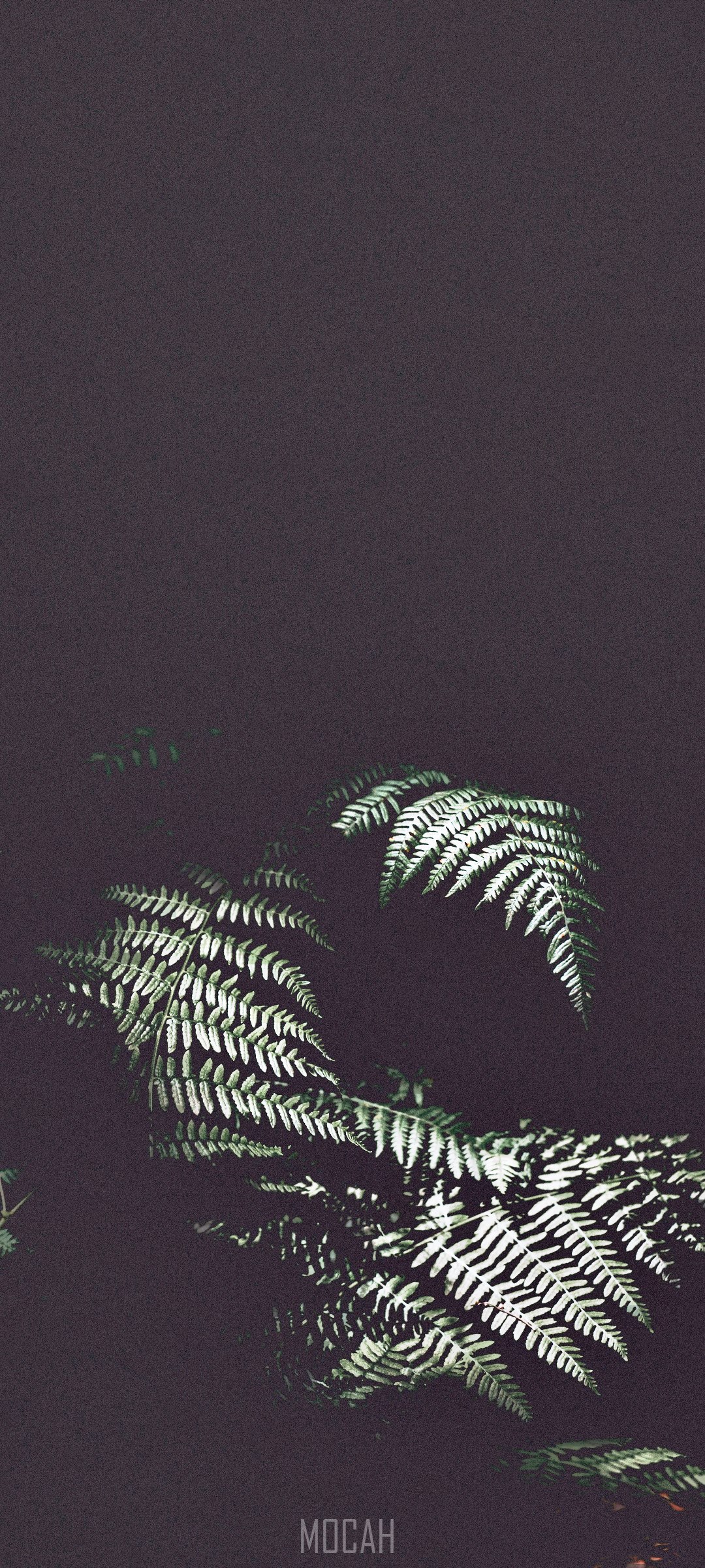 Ferns in the dark HD Phone Wallpaper