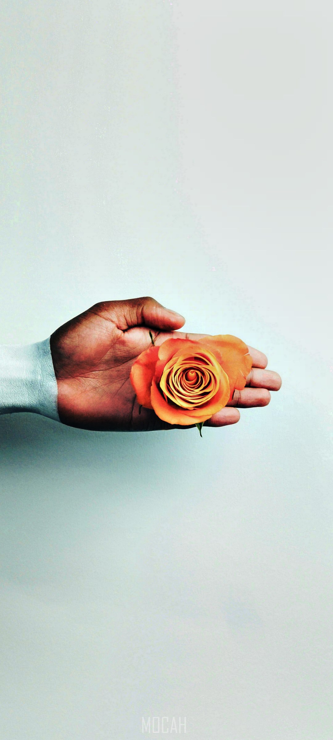 Hand holding an orange rose HD Phone Wallpaper