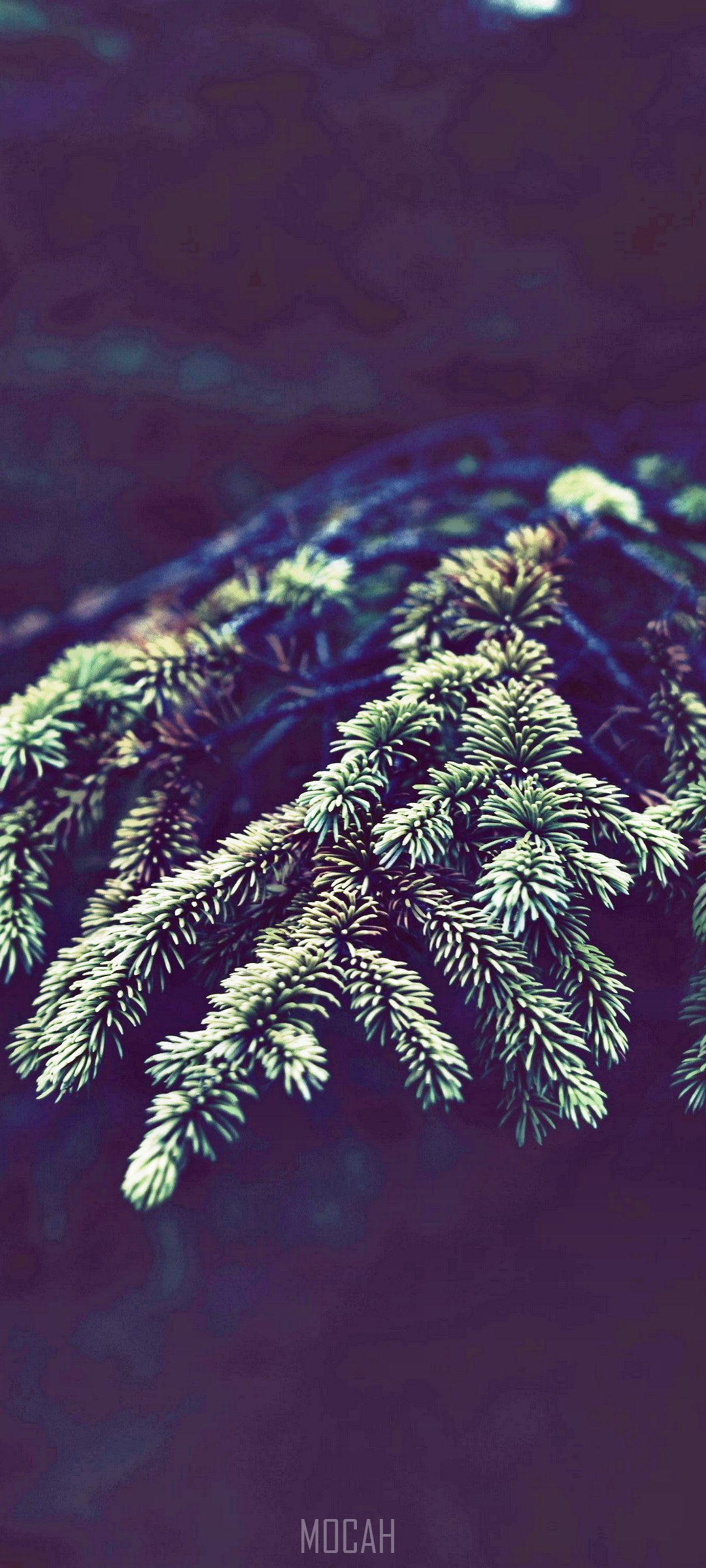 Close-up of fir tree branches HD Phone Wallpaper