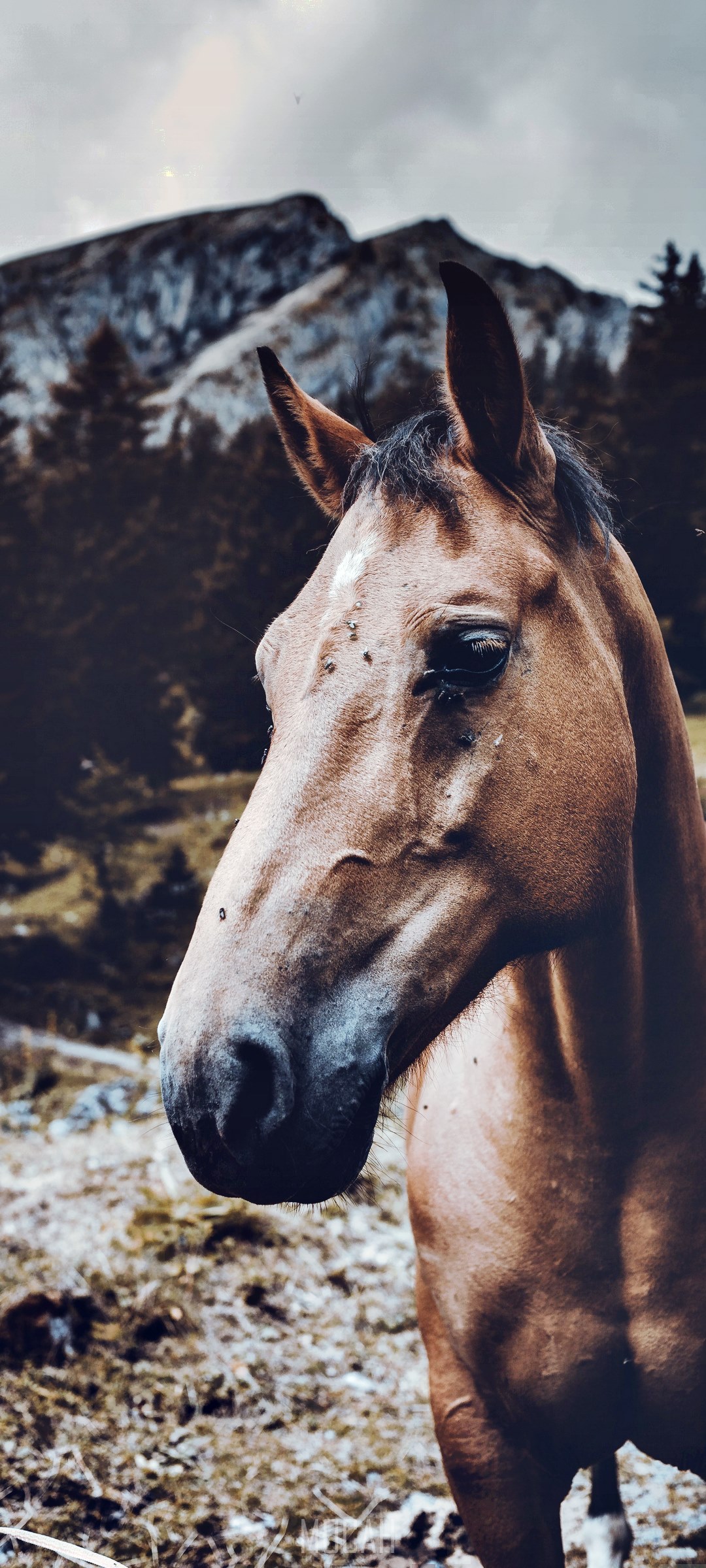 Brown horse in front of mountains and trees HD Phone Wallpaper