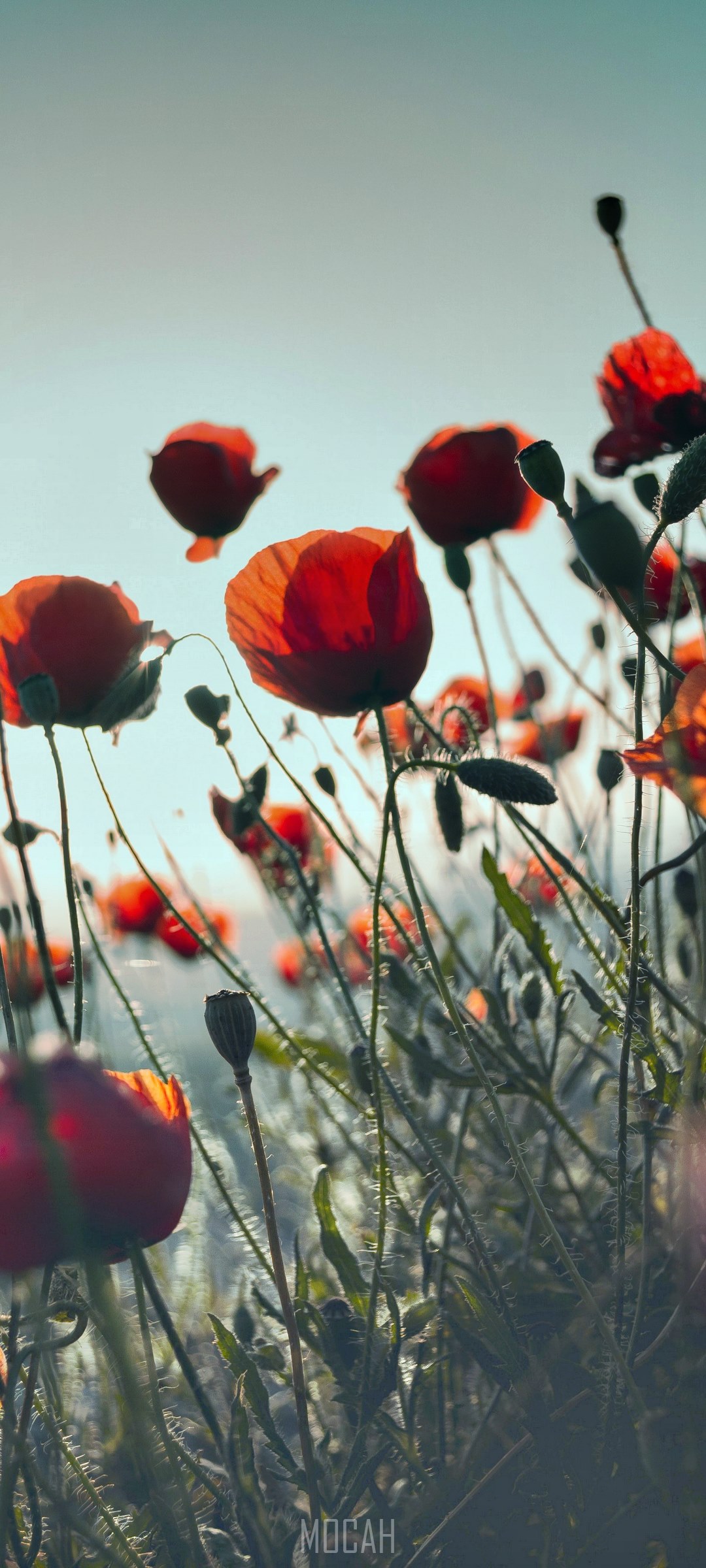 Field of red poppies against a bright sky HD Phone Wallpaper