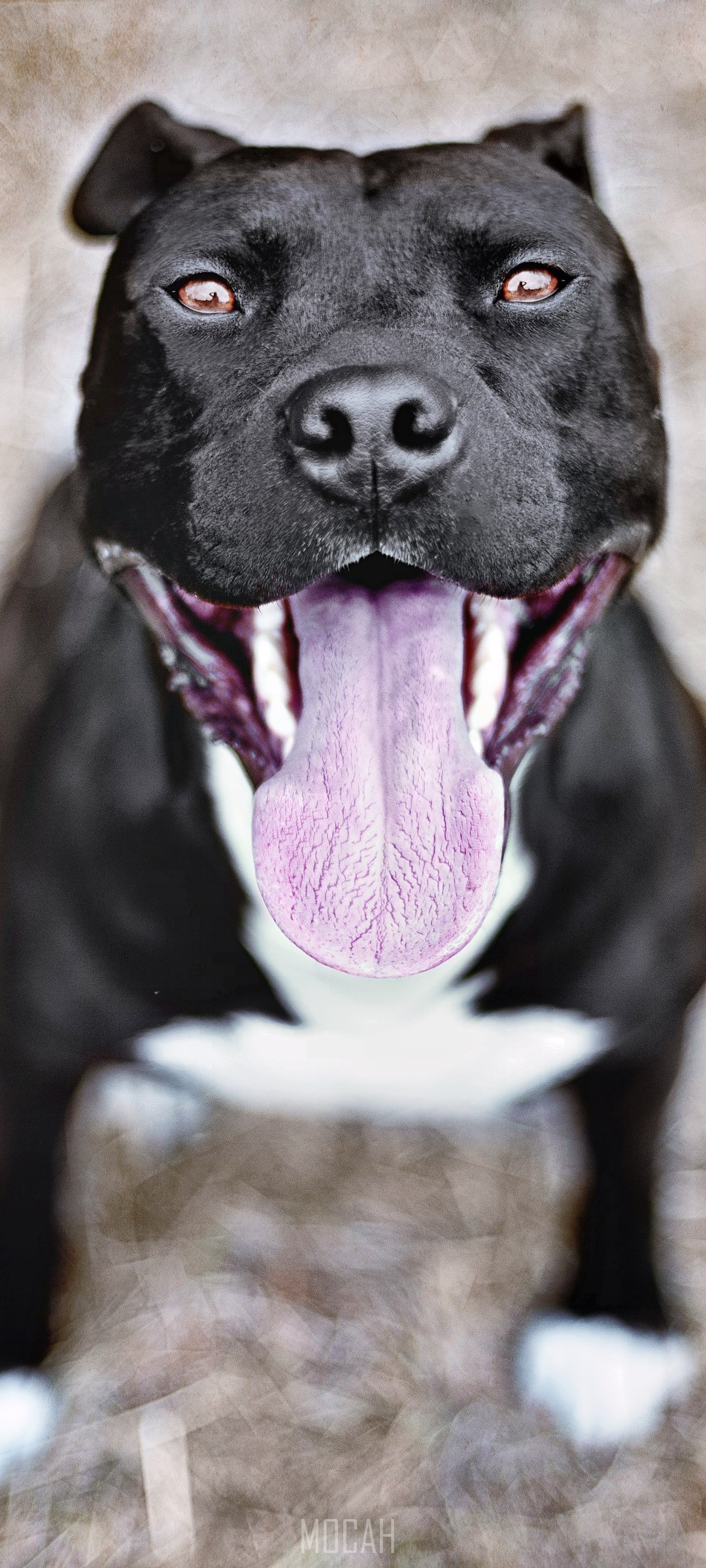 Black Pitbull dog with pink tongue HD Phone Wallpaper