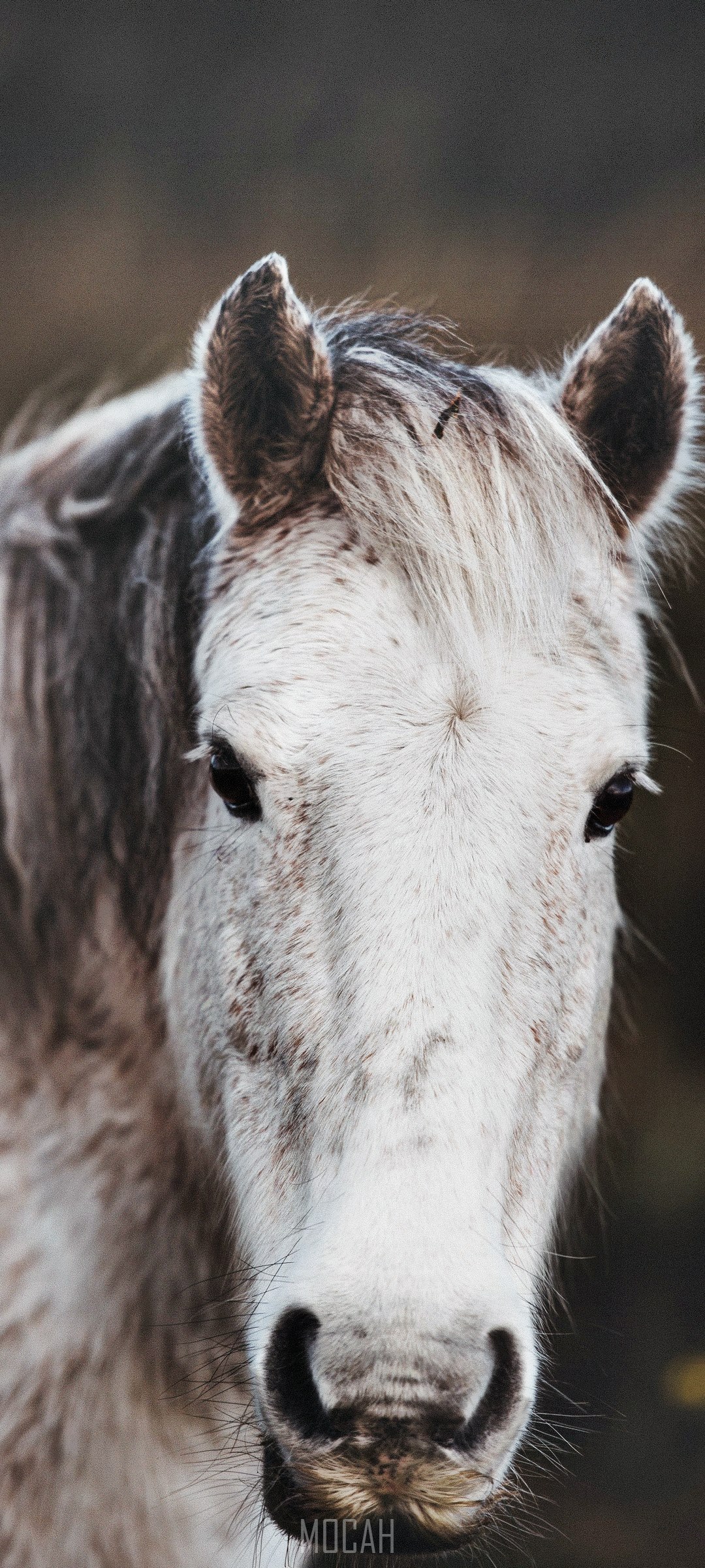 Close-up of a New Forest Pony HD Phone Wallpaper