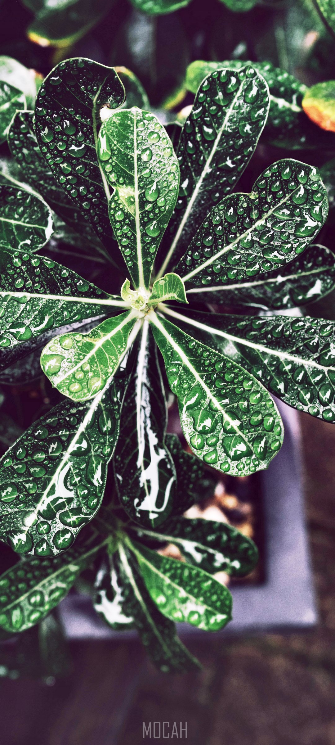 Close-up of green leaves with water droplets HD Phone Wallpaper