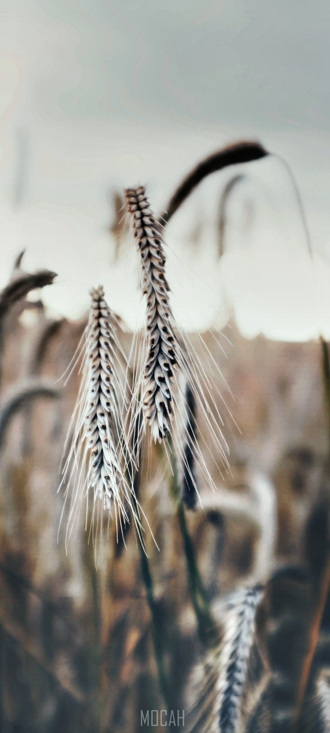 Wheat stalks in golden hour light HD Phone Wallpaper