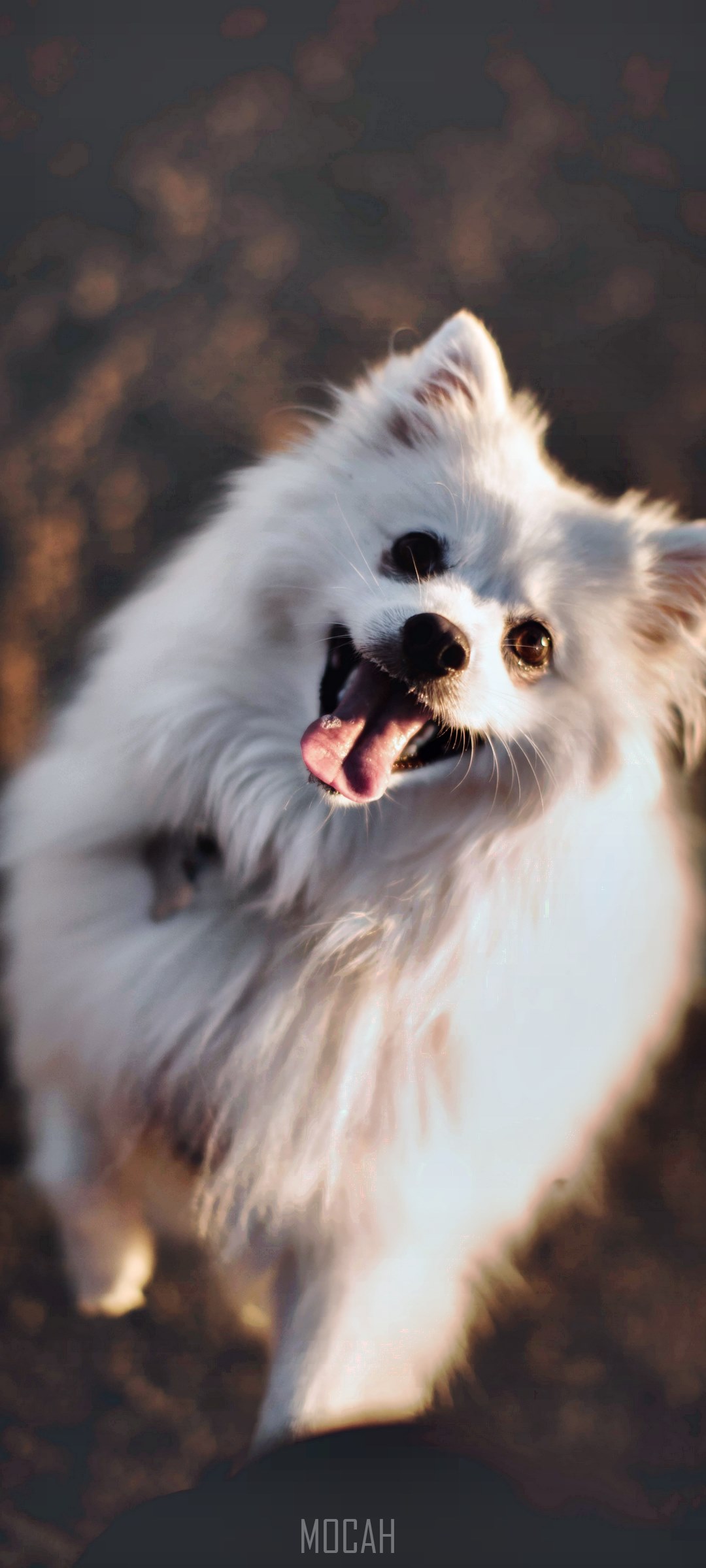 White dog with tongue out HD Phone Wallpaper