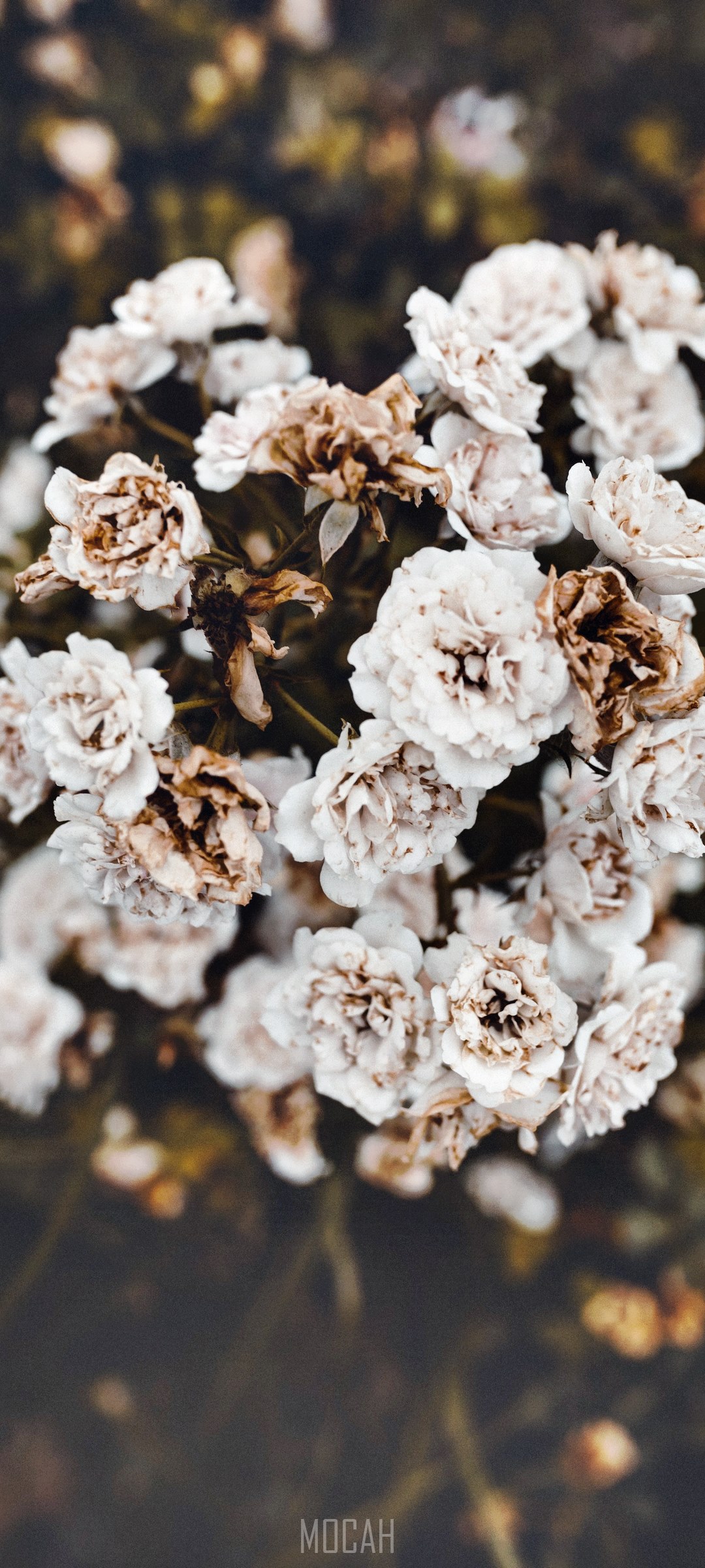 Dead white roses on a dark background HD Phone Wallpaper