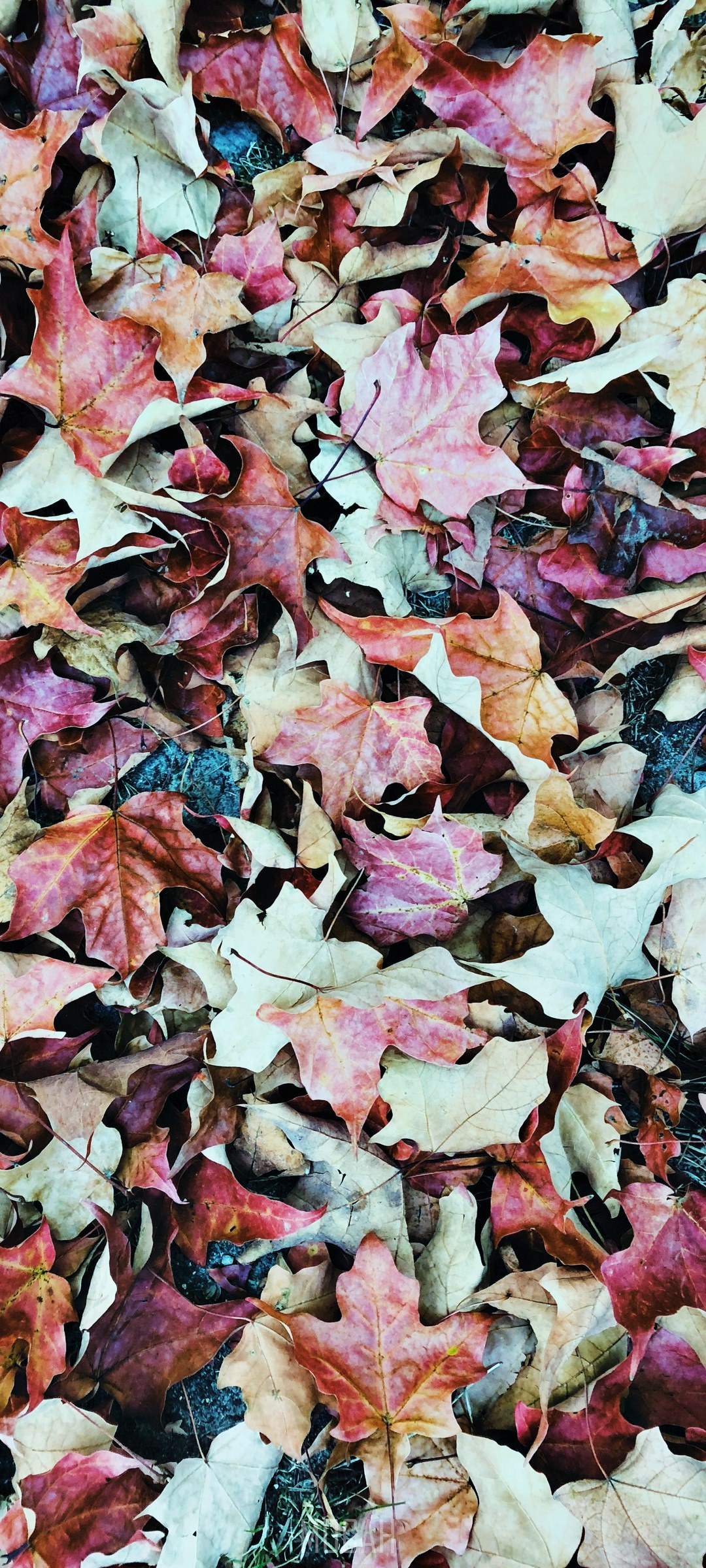 Fallen autumn leaves on the ground HD Phone Wallpaper
