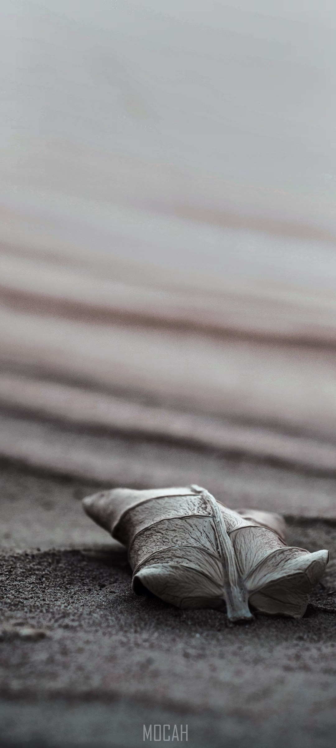 Dried leaf on sand with textured background HD Phone Wallpaper