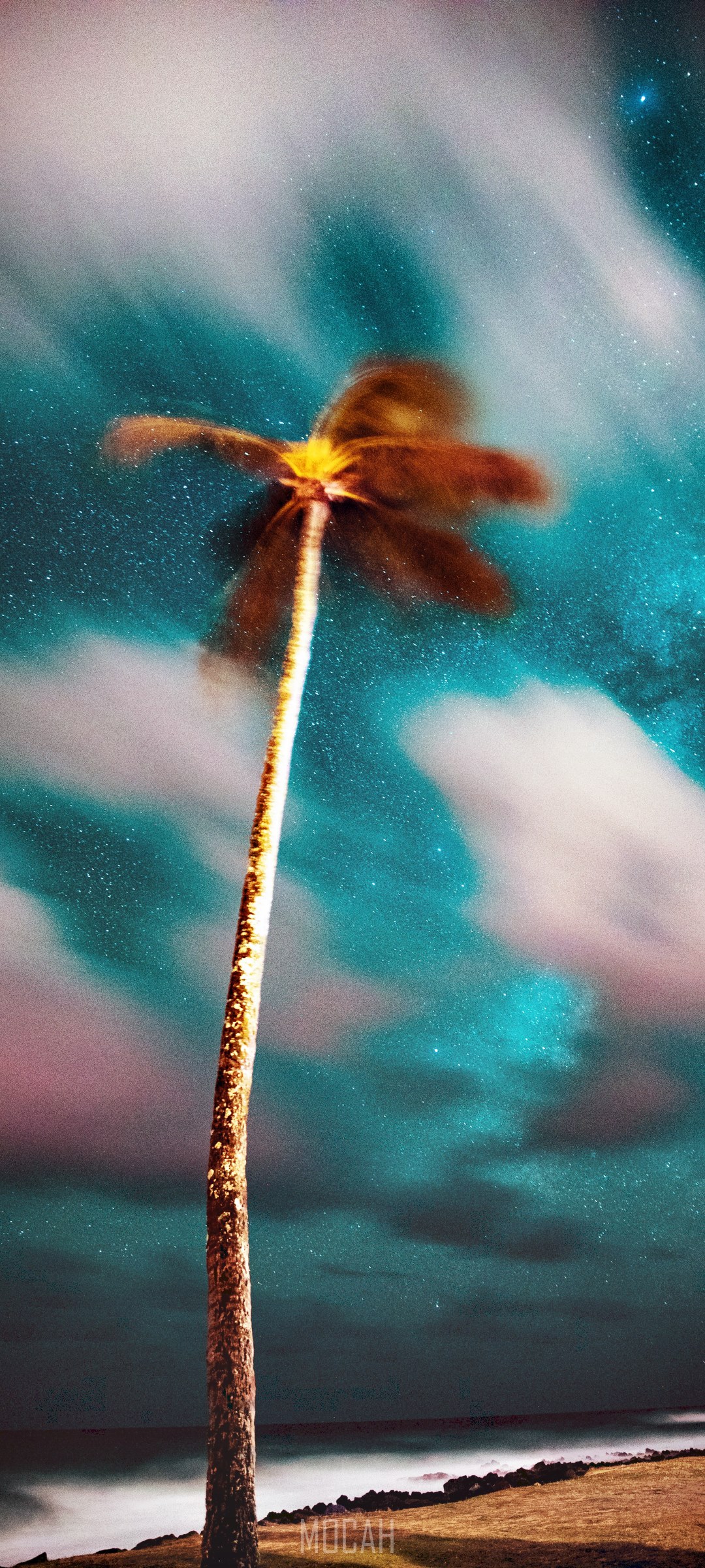 Palm tree against starry sky and clouds HD Phone Wallpaper