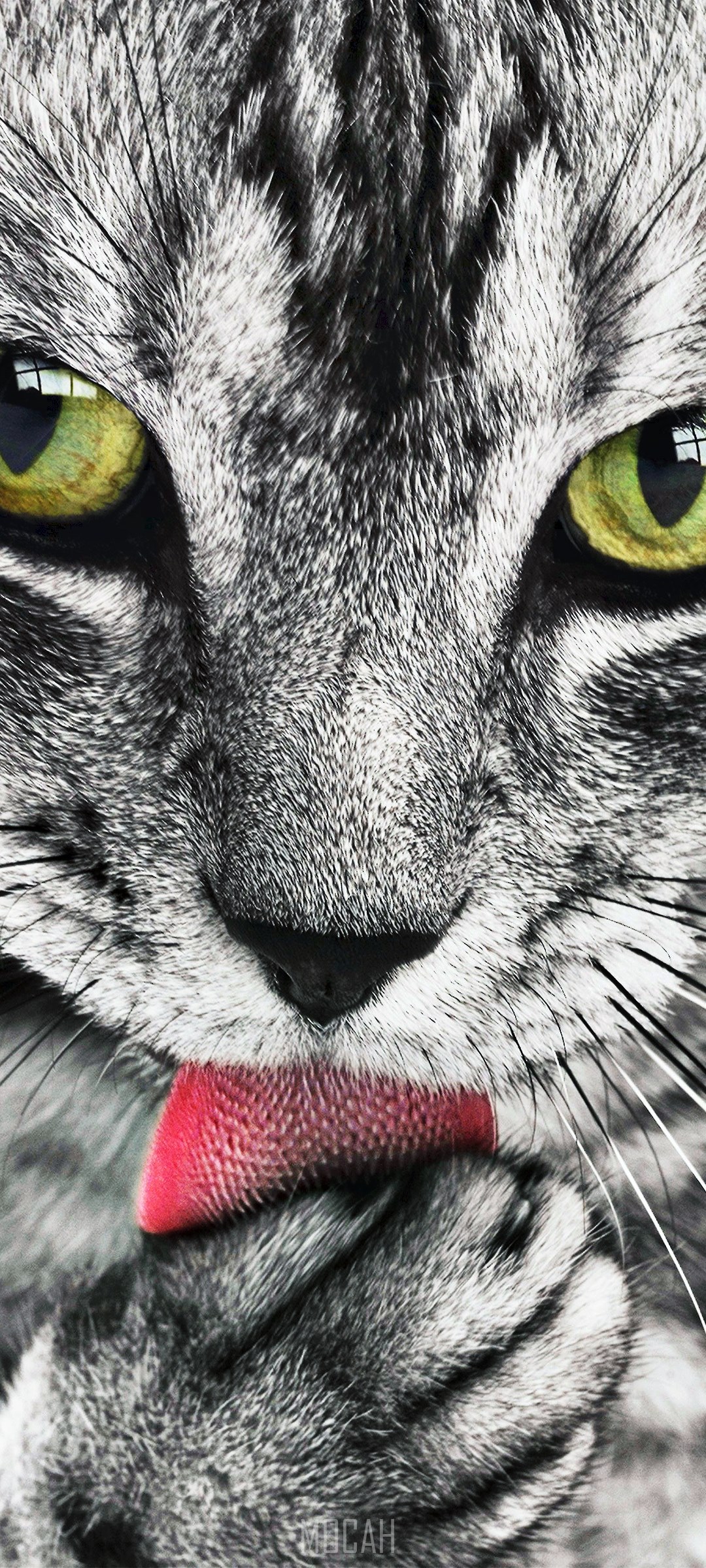 Close-up portrait of a tabby cat licking its paw HD Phone Wallpaper