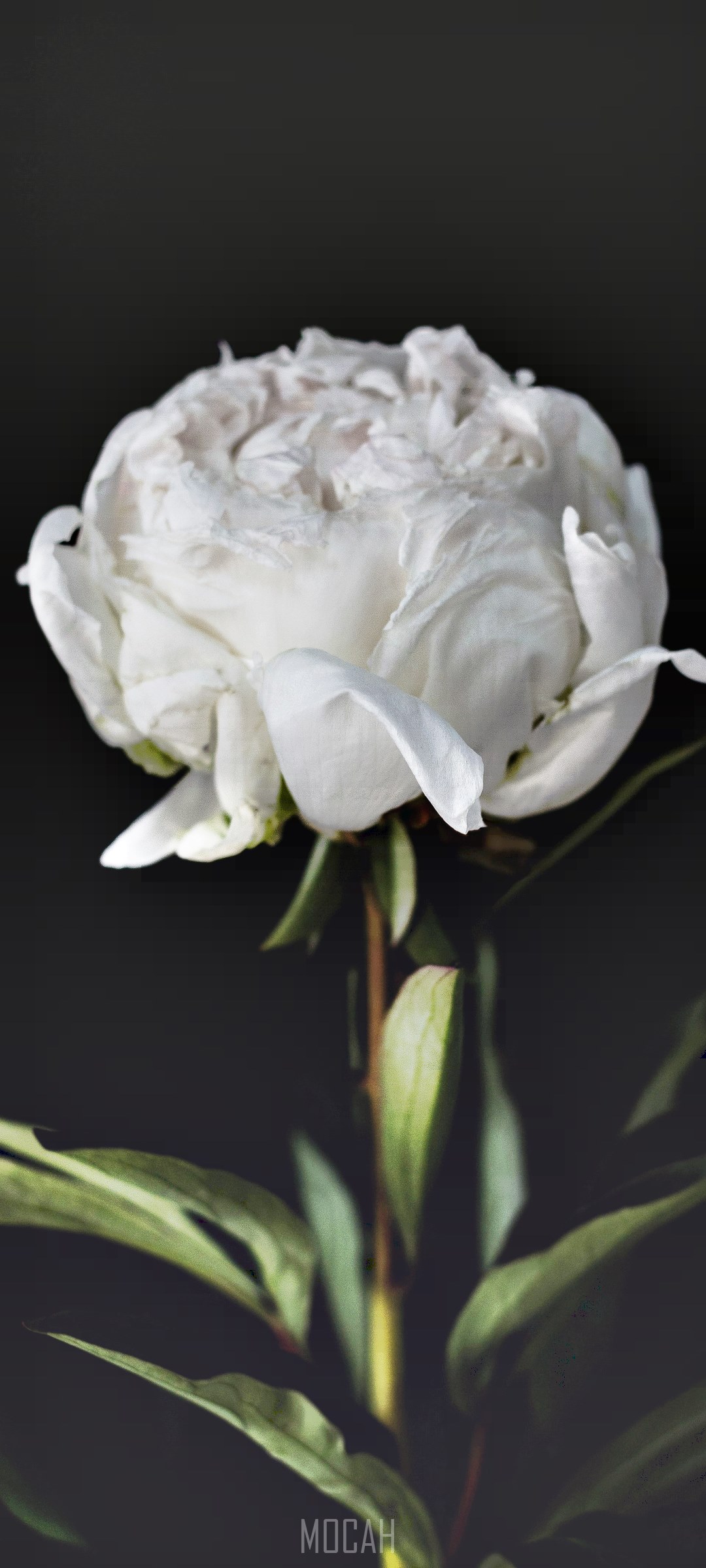 White Peony flower on a dark background HD Phone Wallpaper