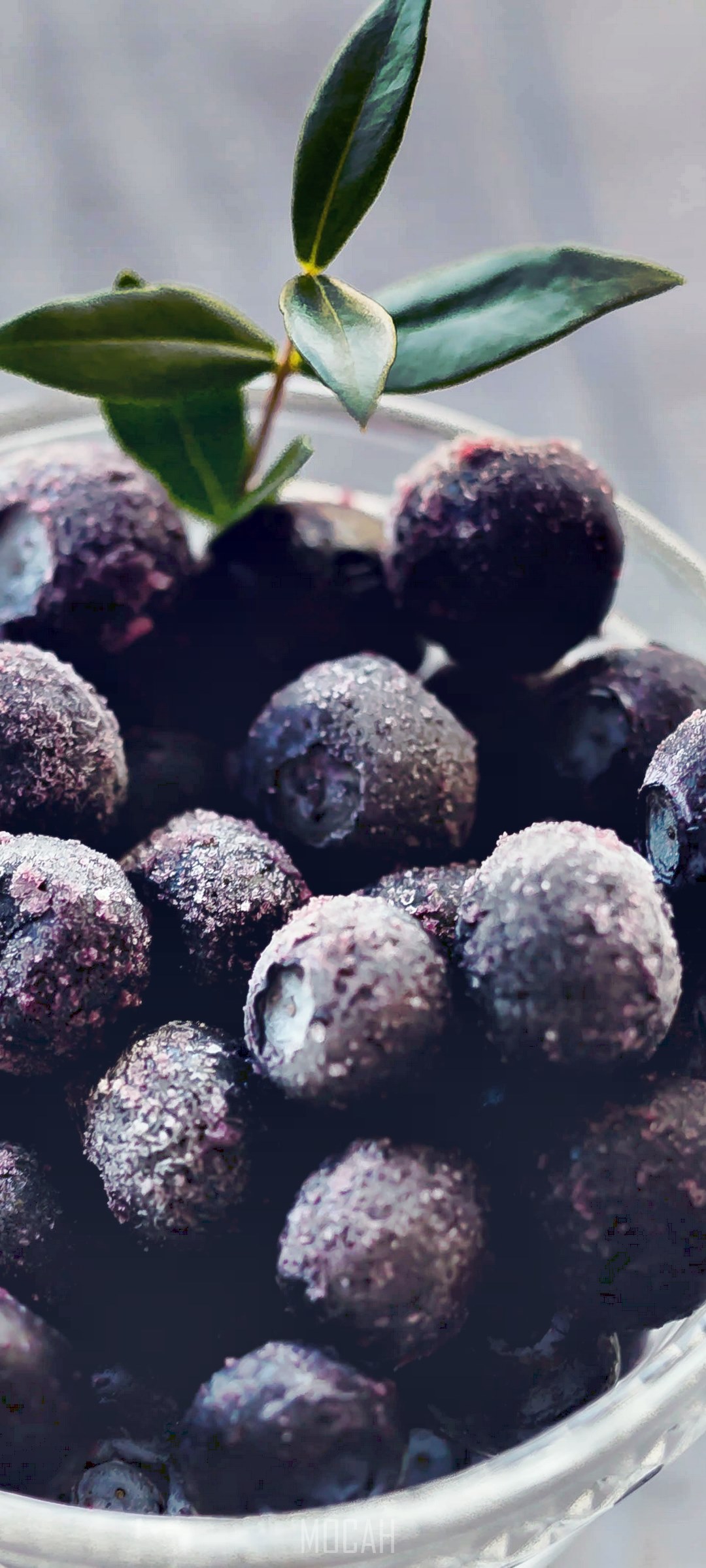 Close-up of frozen blueberries with a sprig of leaves HD Phone Wallpaper