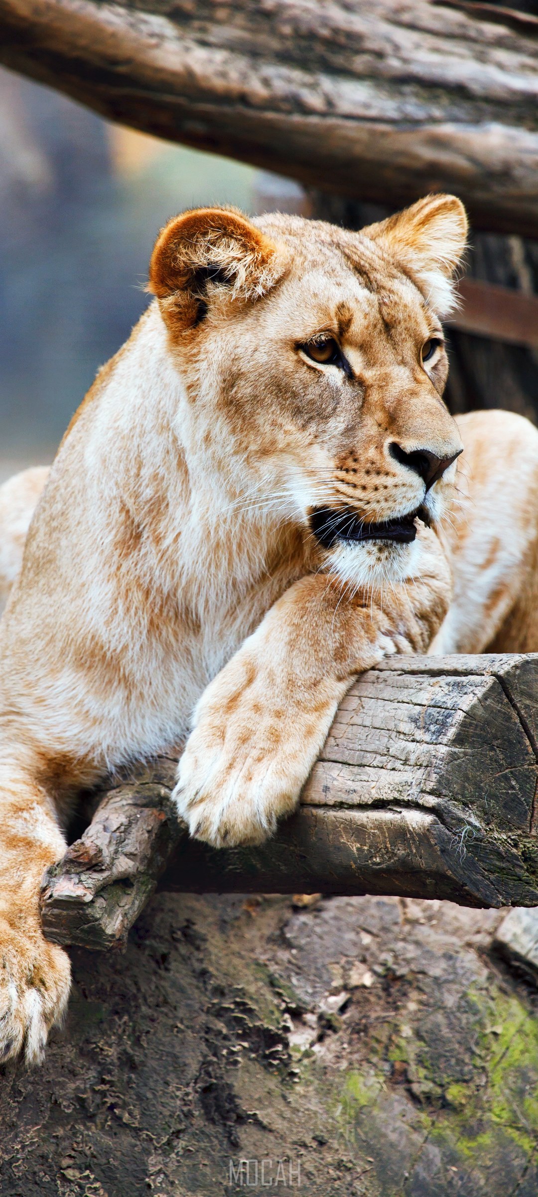 Lioness resting on logs in a forest HD Phone Wallpaper