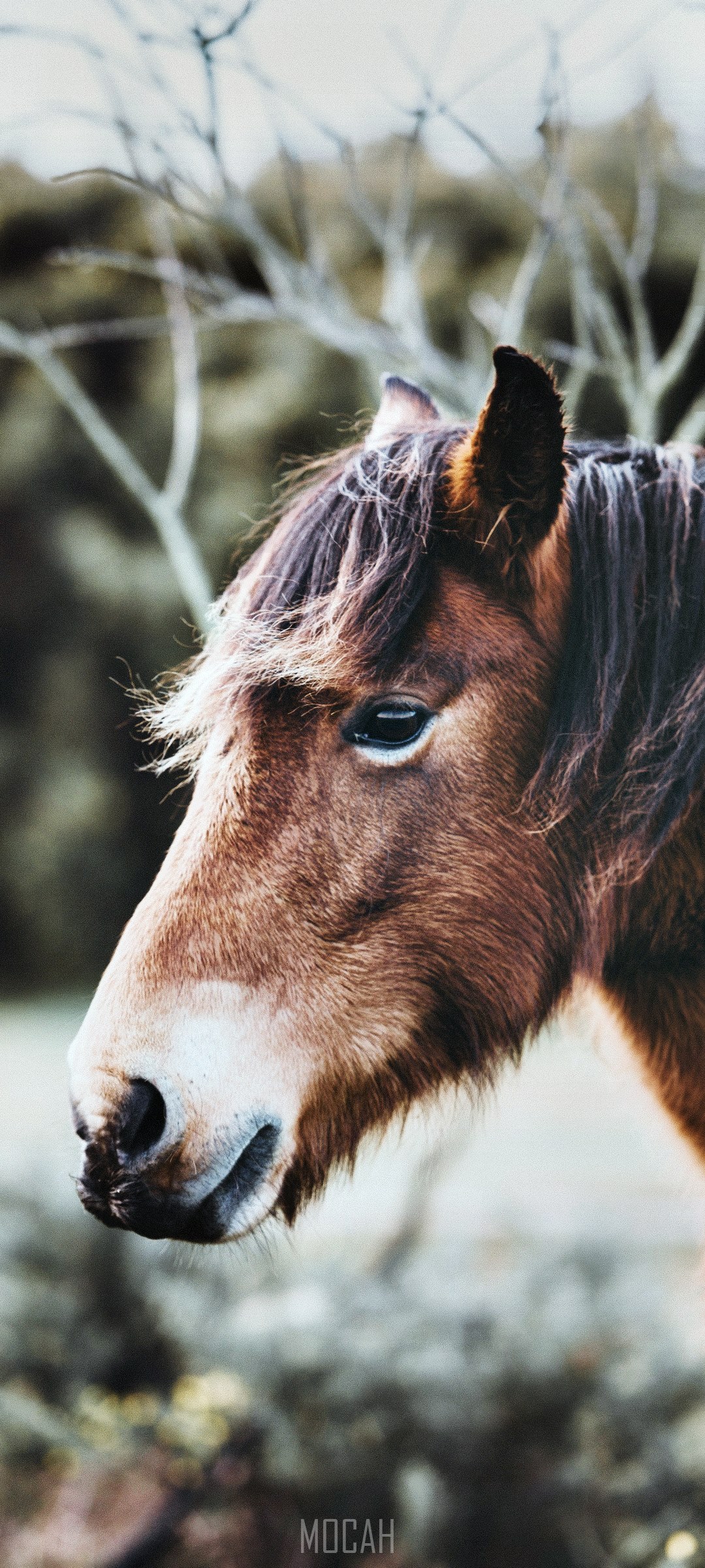 Horse head with wet ear and nose HD Phone Wallpaper