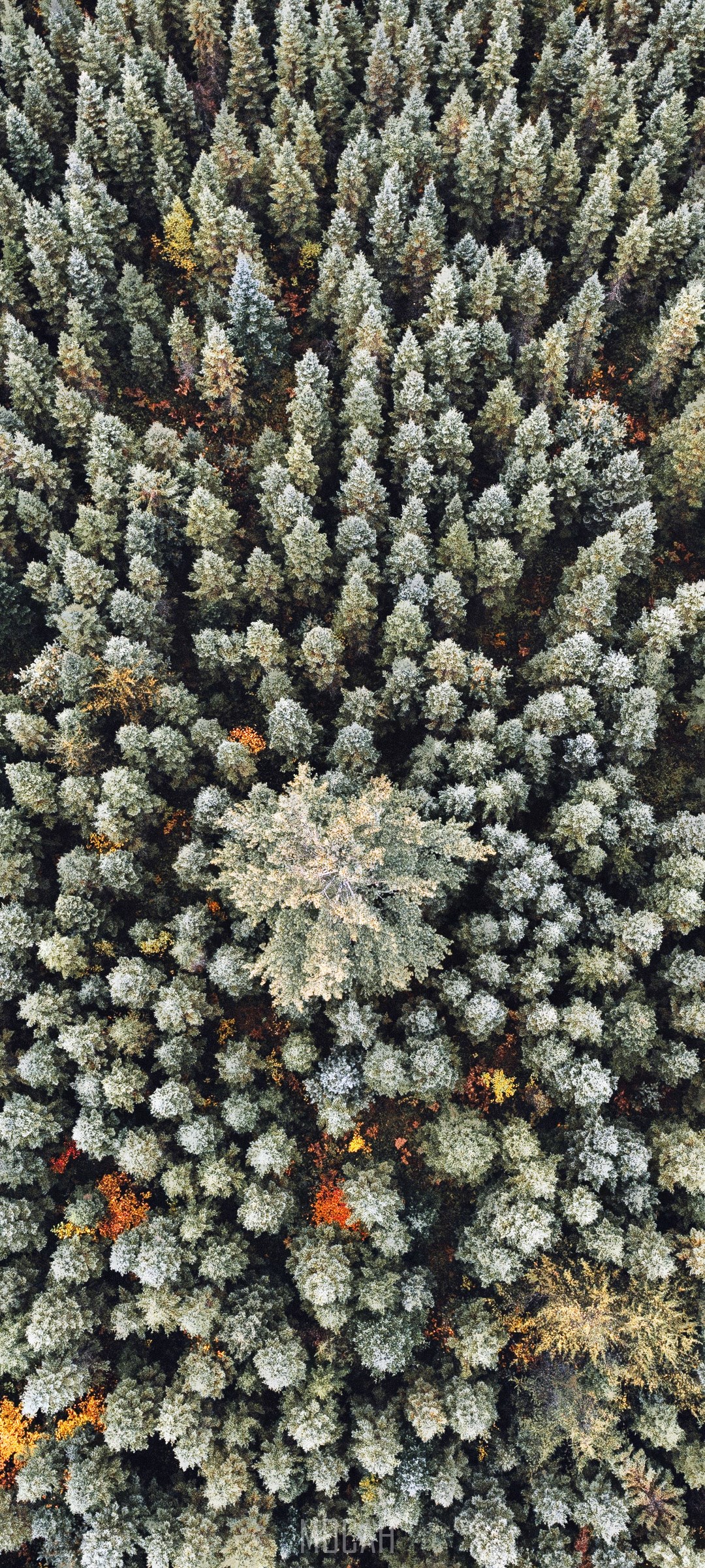 Aerial view of a dense forest with autumn foliage HD Phone Wallpaper