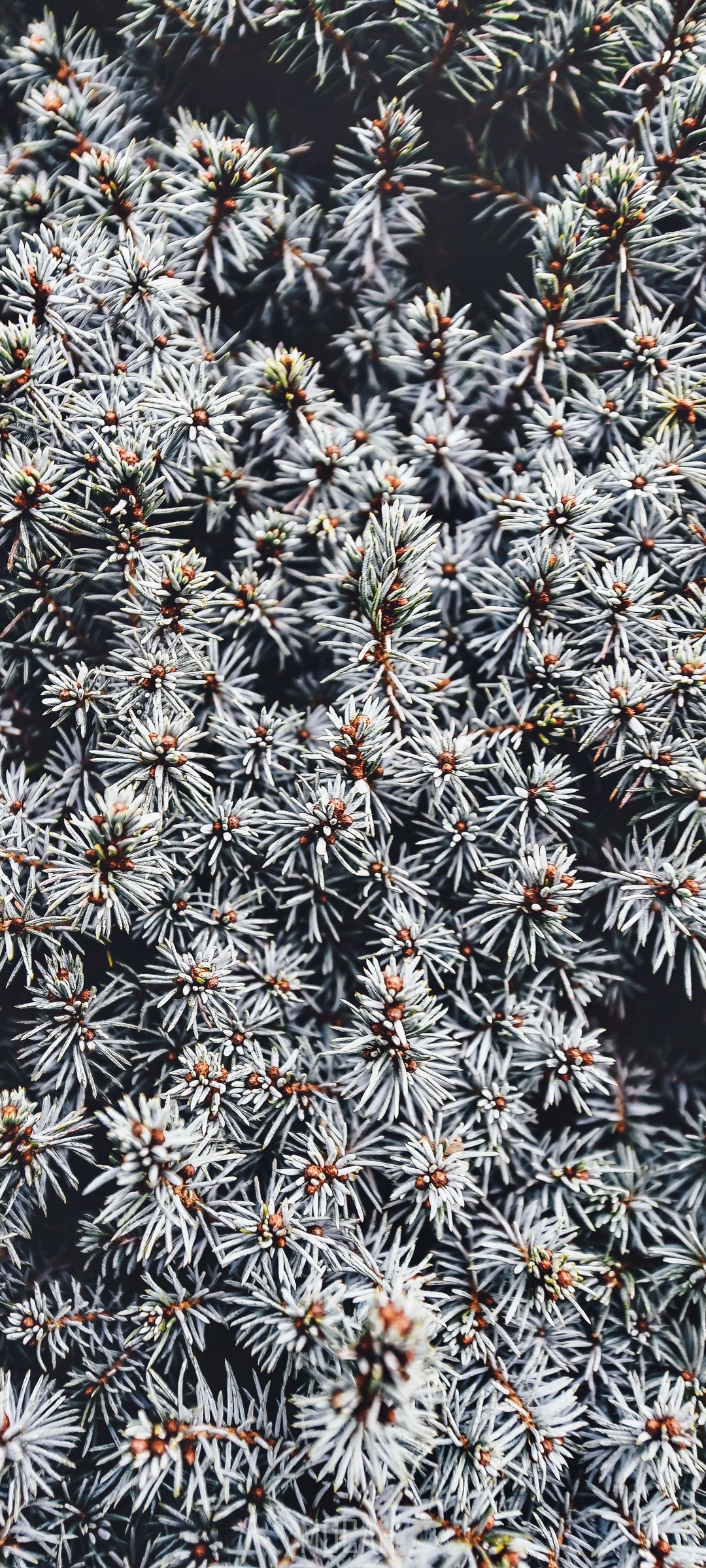 Close-up of blue spruce pine needles HD Phone Wallpaper