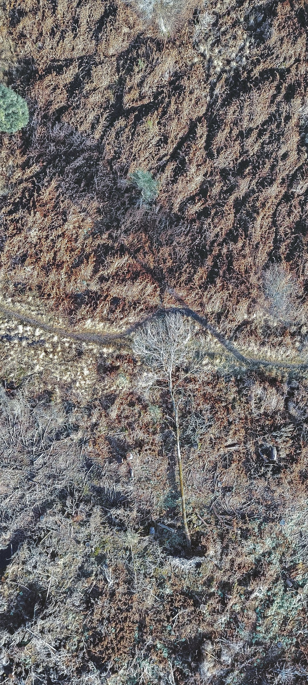 Drone view of a fallen tree and dry vegetation HD Phone Wallpaper