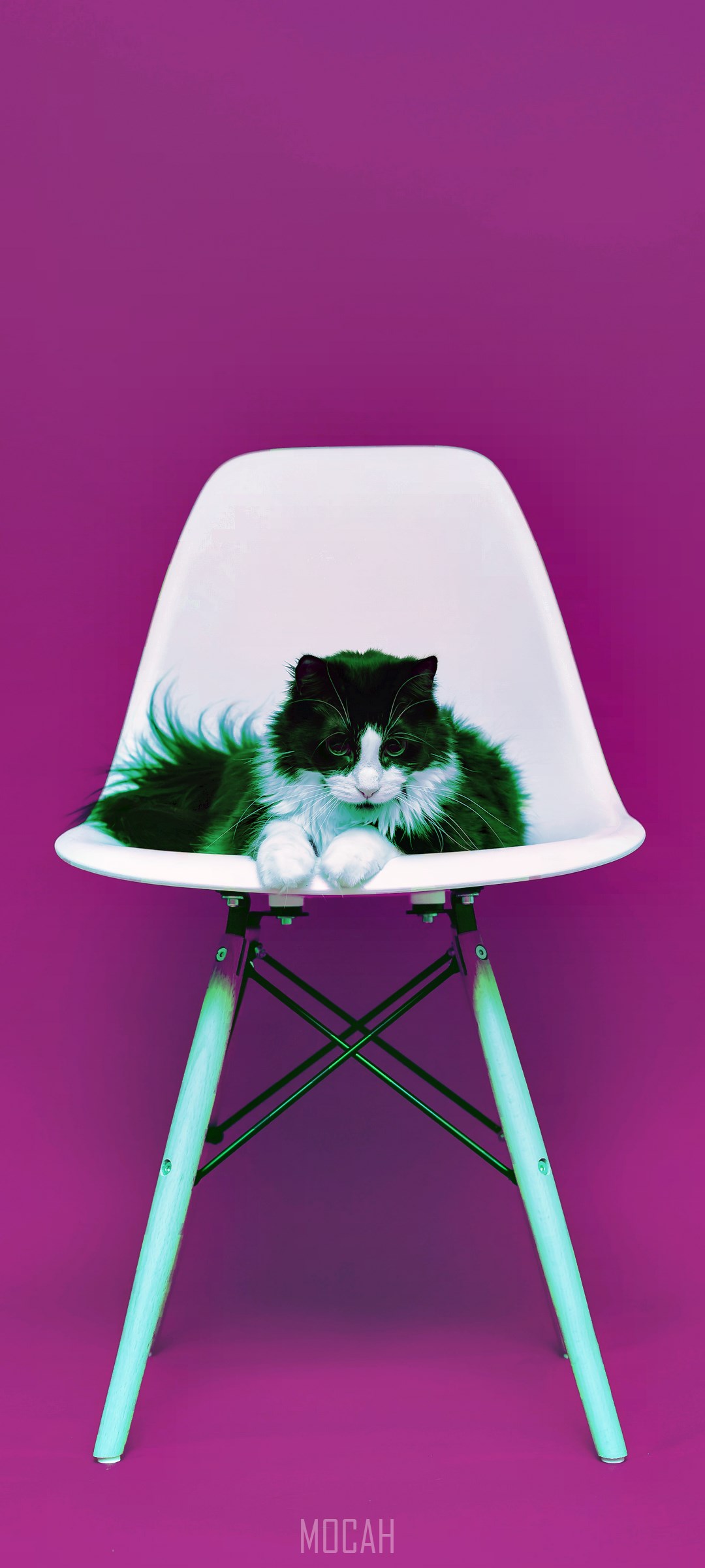 Black and white cat on a white chair HD Phone Wallpaper