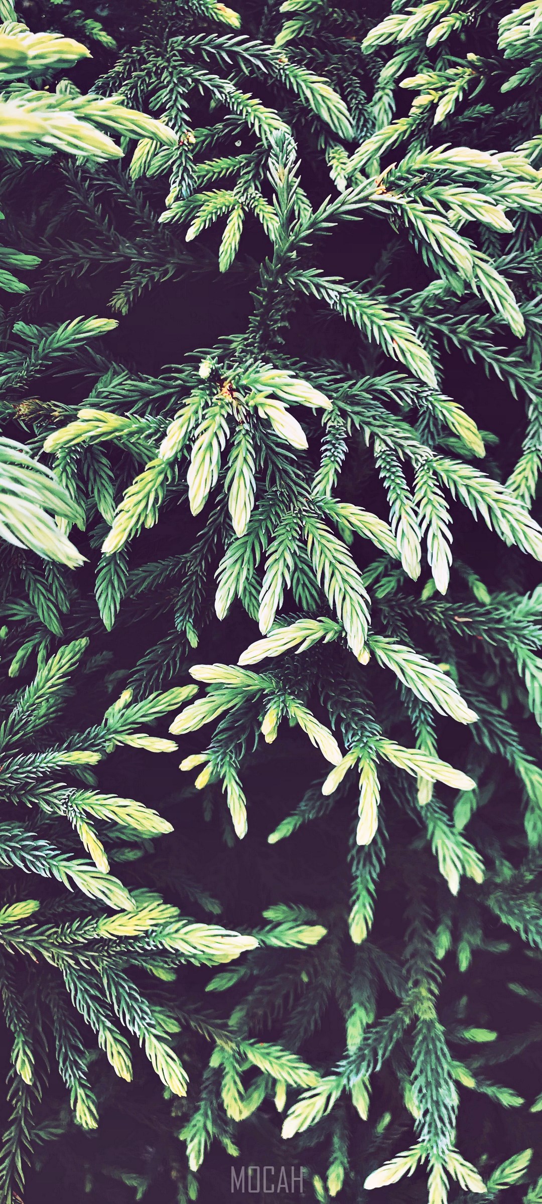 Close-up of green spruce branches with light green tips HD Phone Wallpaper