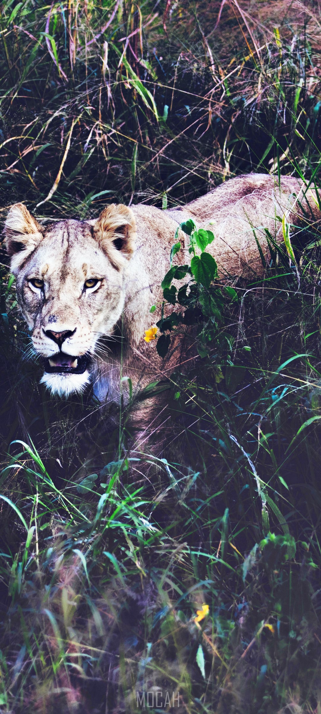 Lioness in tall grass HD Phone Wallpaper