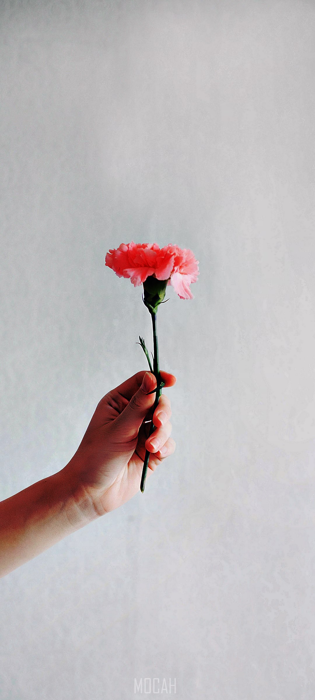 Hand holding a pink carnation flower HD Phone Wallpaper