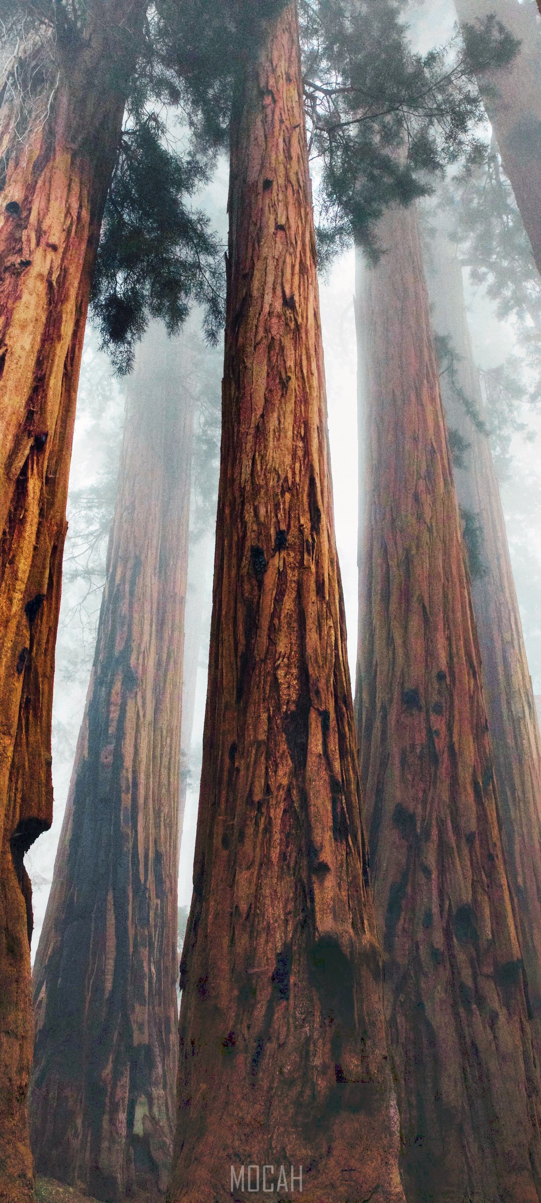 Giant Sequoia trees in a foggy forest HD Phone Wallpaper
