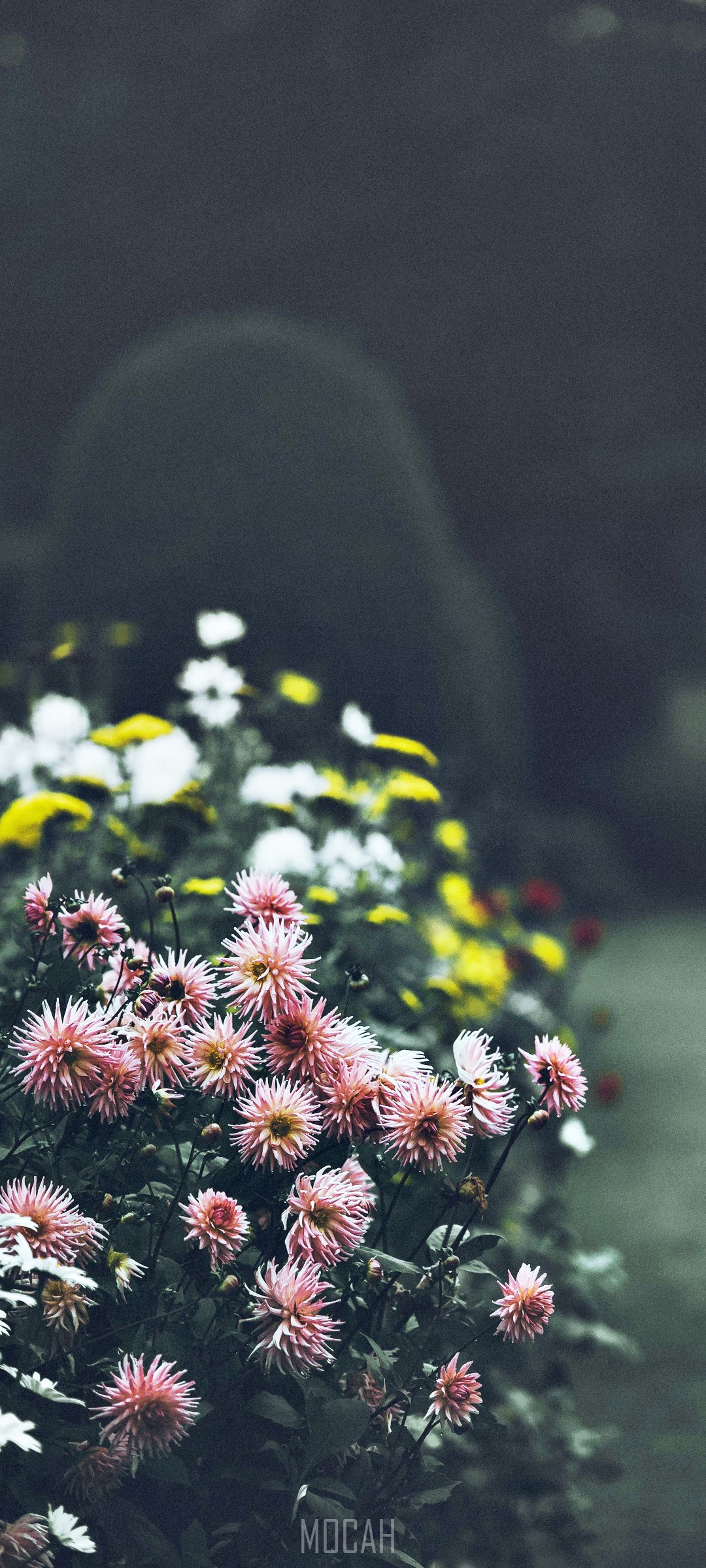 Pink and yellow flowers at Forde Abbey HD Phone Wallpaper