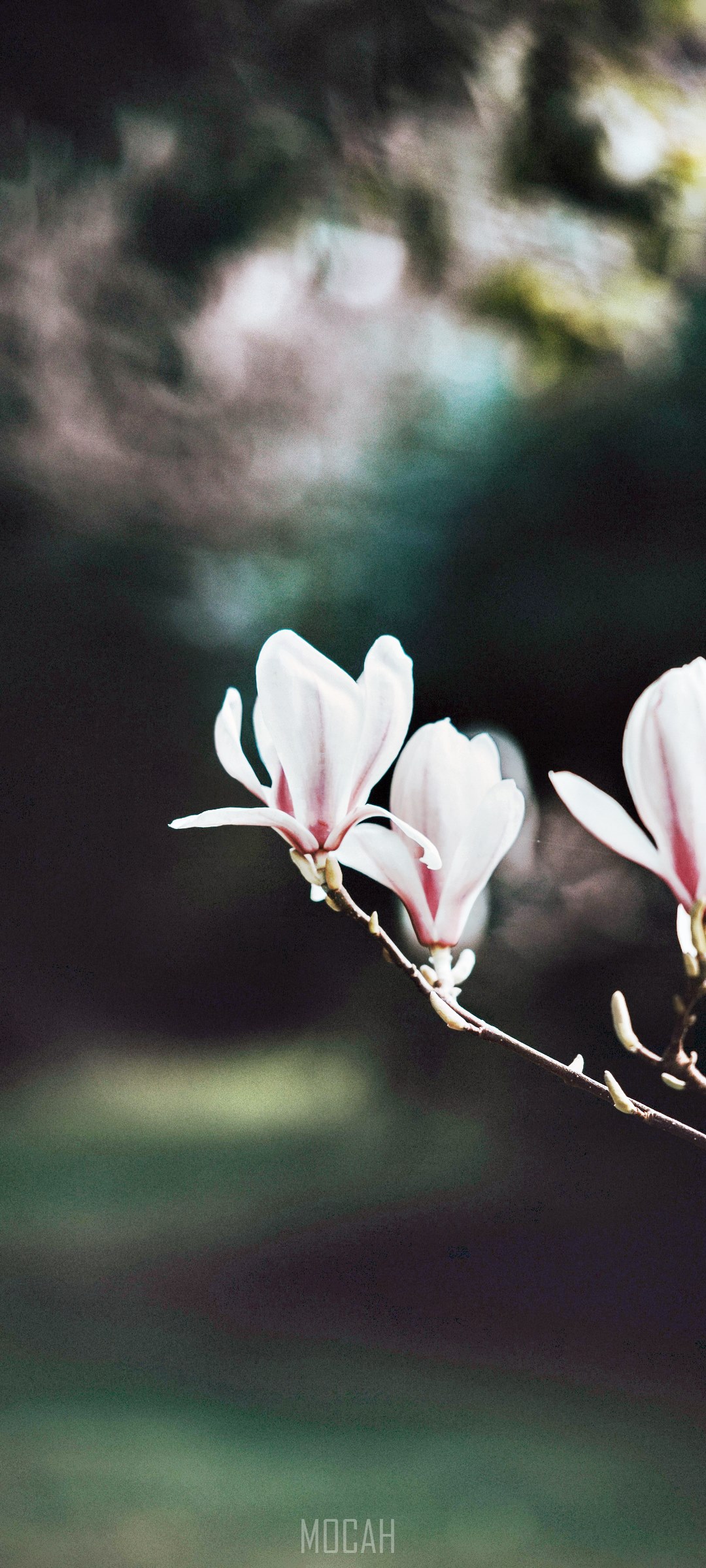 Magnolia flowers on a branch HD Phone Wallpaper