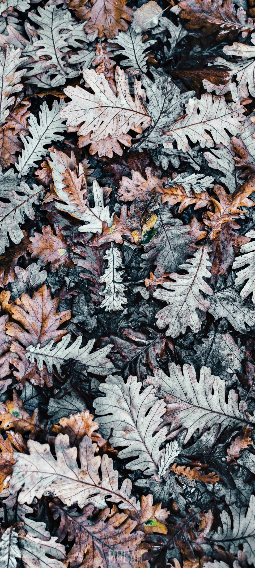 Autumn Oak Leaves on the Ground HD Phone Wallpaper
