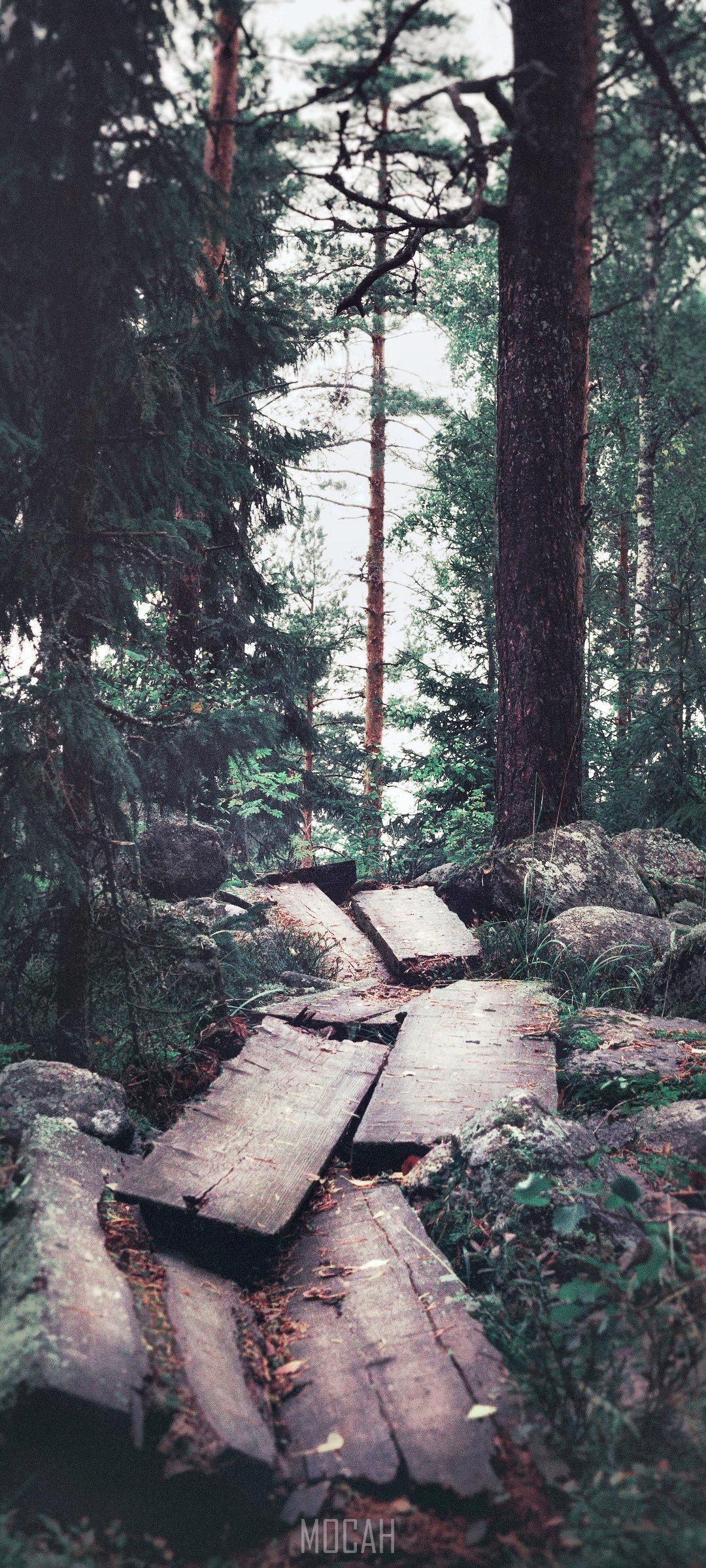 Broken wooden walking trail in a forest HD Phone Wallpaper