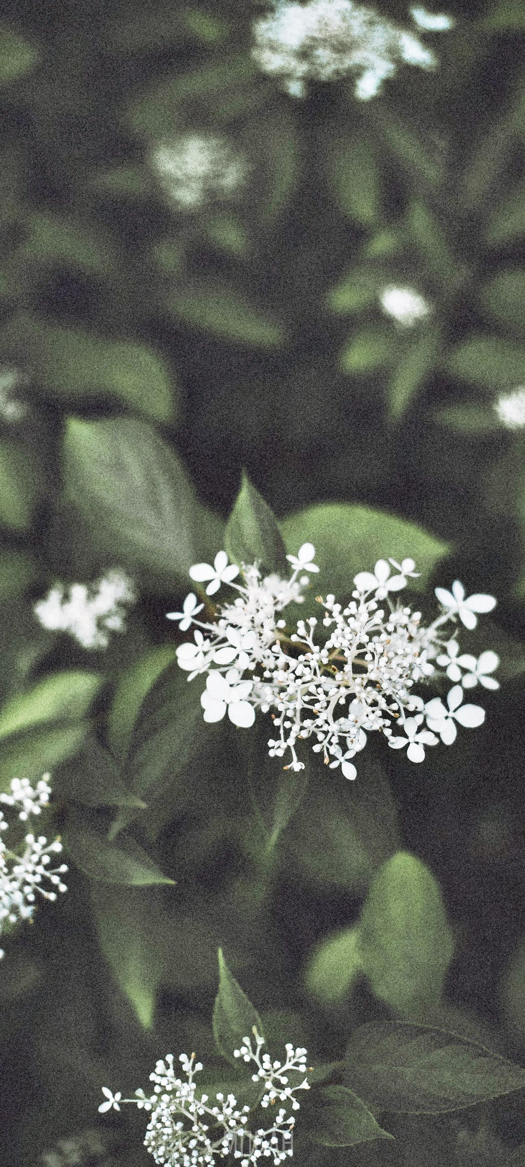 White flowers and green leaves HD Phone Wallpaper
