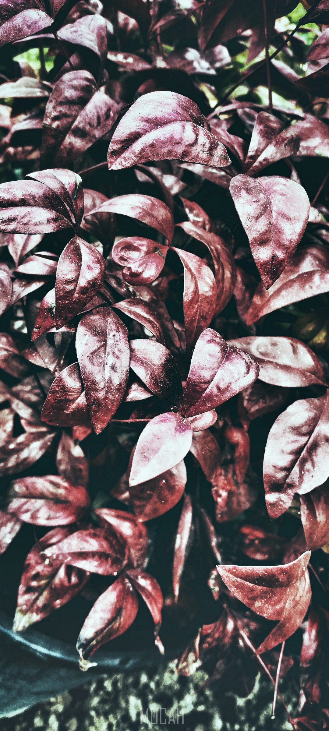 Close-up of dark red leaves on a plant HD Phone Wallpaper