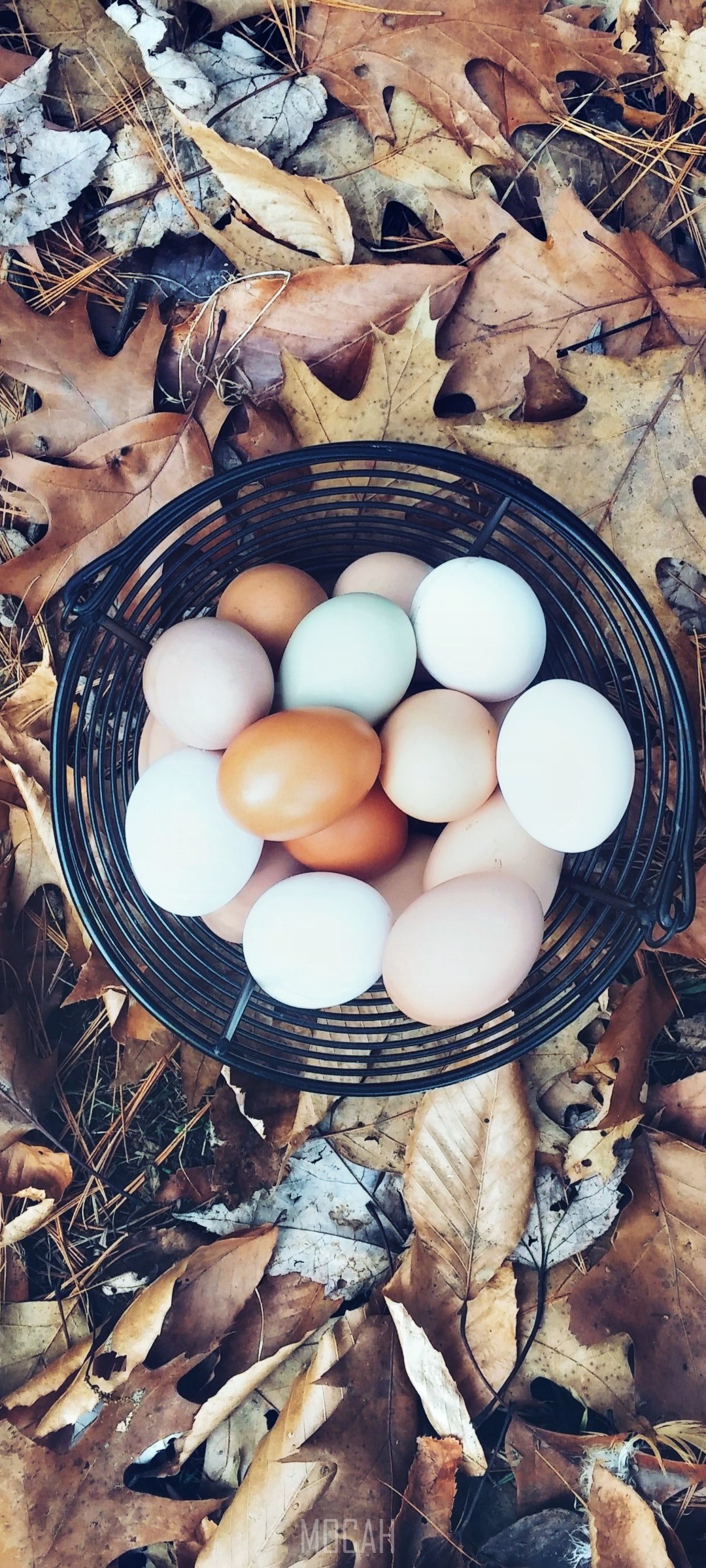 Basket of fresh chicken eggs on autumn leaves HD Phone Wallpaper