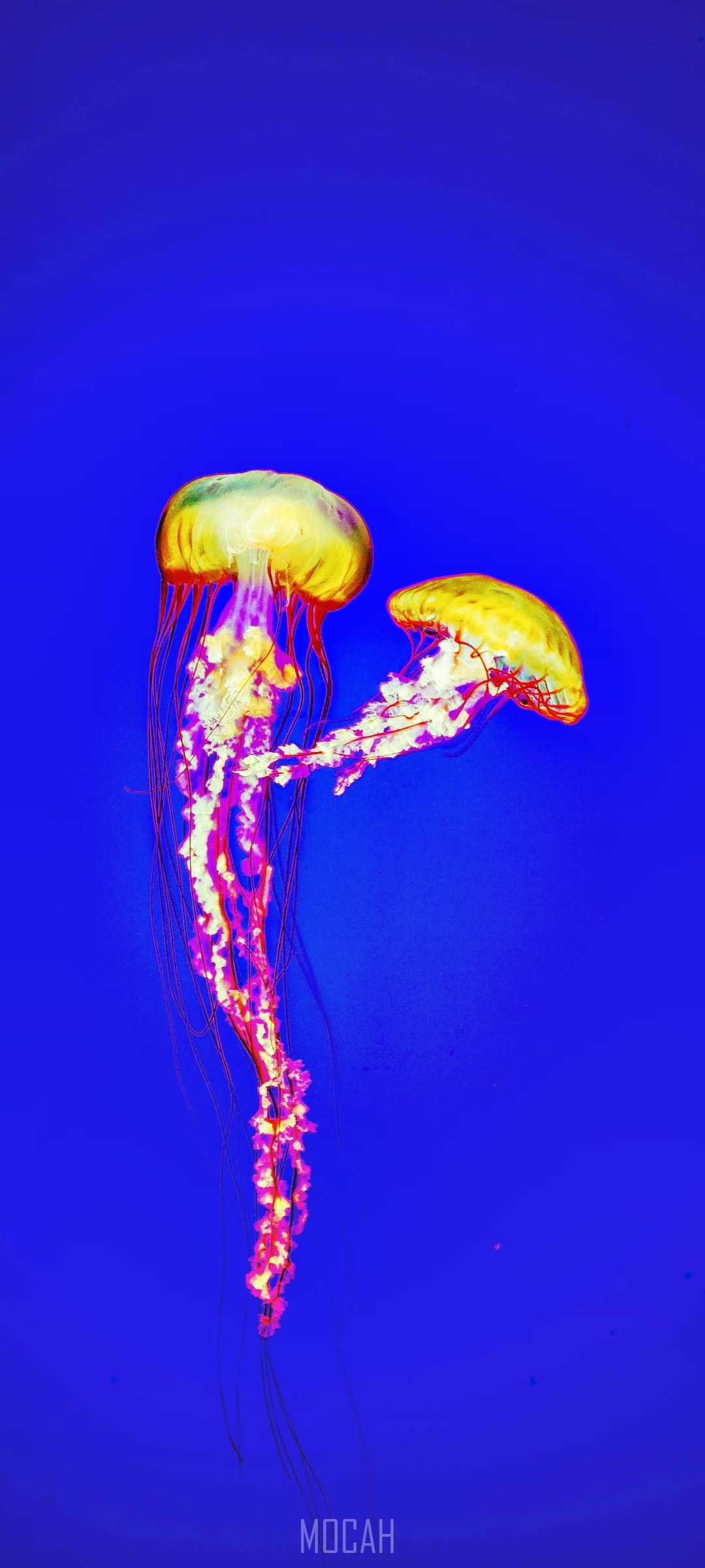 Two glowing jellyfish in blue water HD Phone Wallpaper