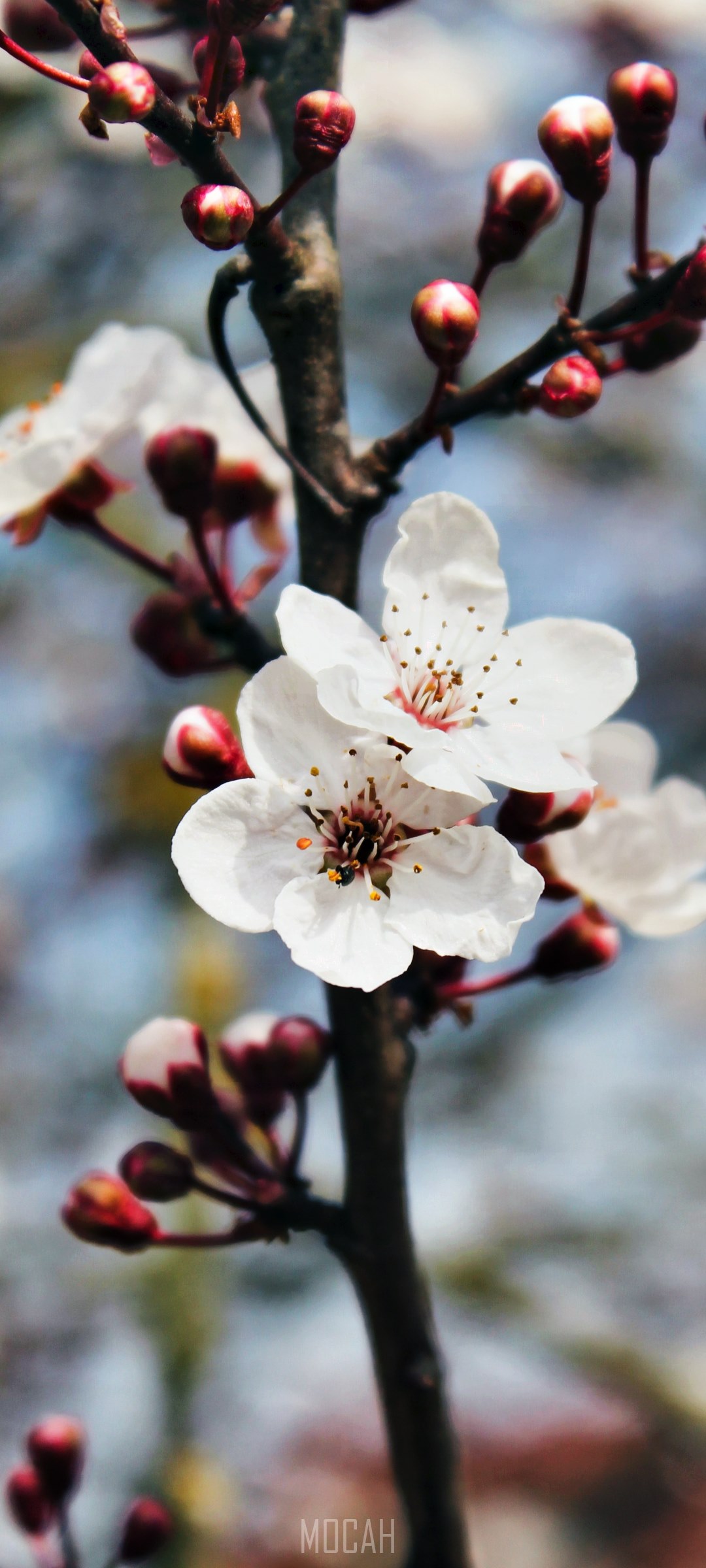Cherry blossoms on a branch, Asus Zenfone 7 Pro HD Phone Wallpaper