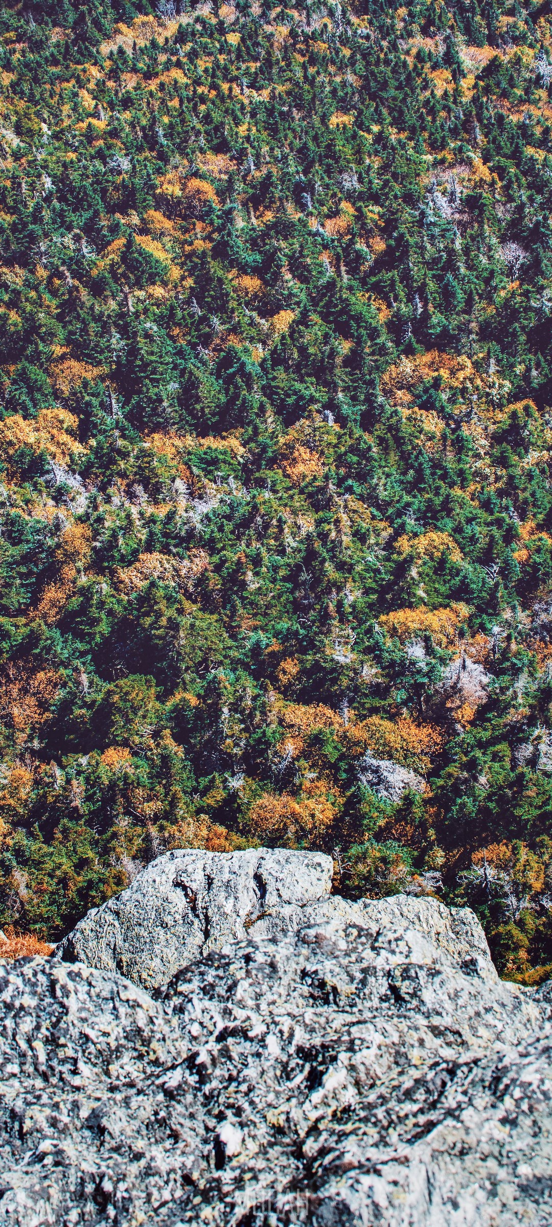 Forest on a rocky mountainside in autumn HD Phone Wallpaper