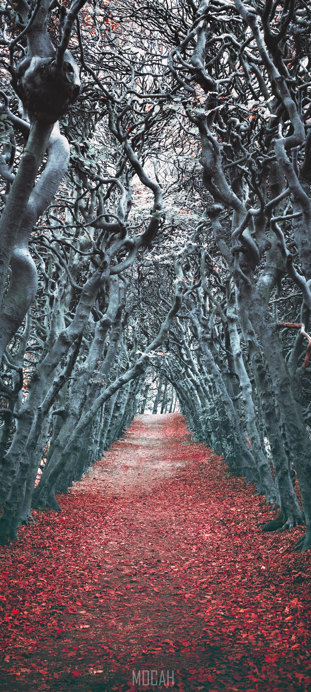 A path through a dark forest with red leaves HD Phone Wallpaper