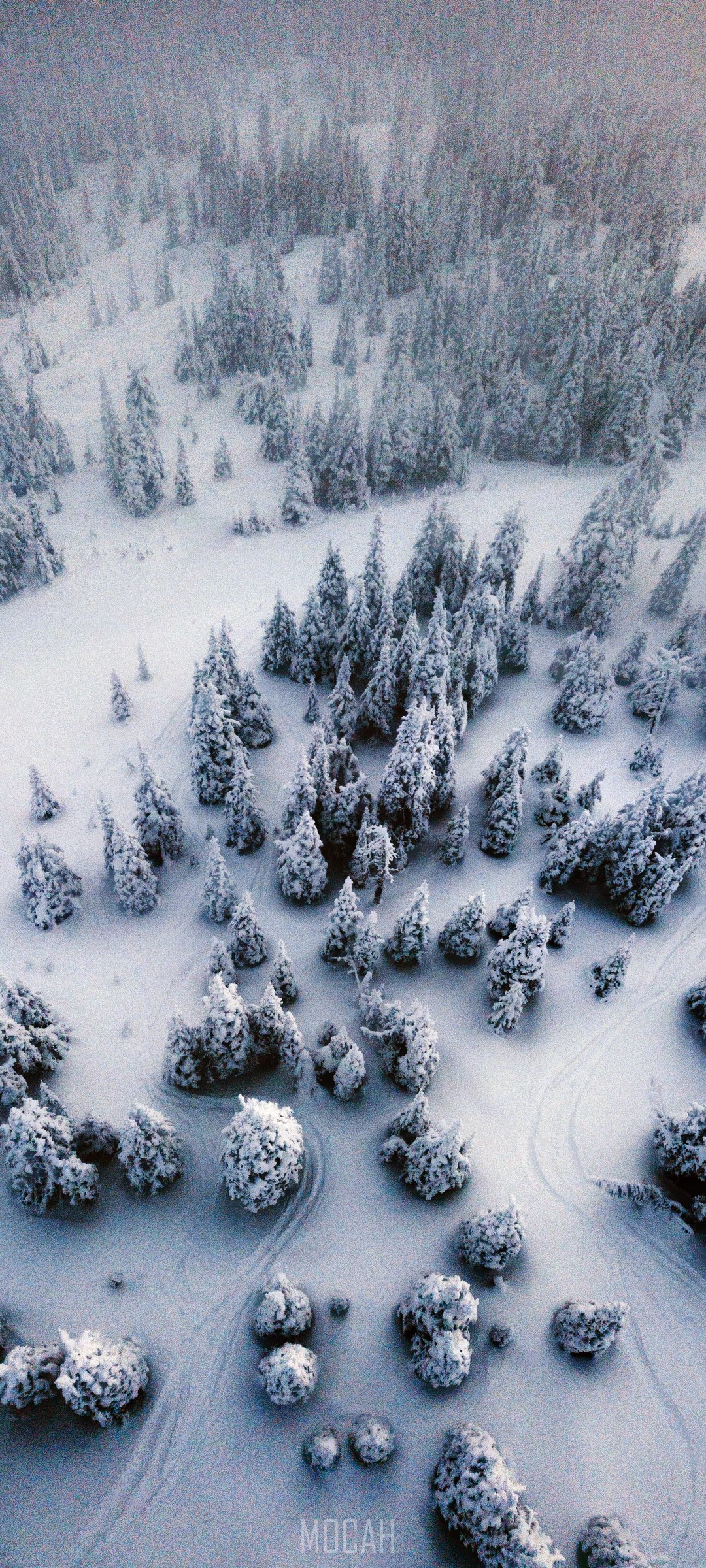 Snowy forest from above HD Phone Wallpaper