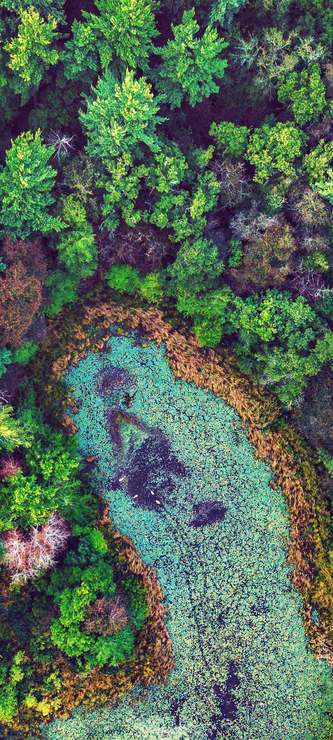 Aerial view of a forest and a pond HD Phone Wallpaper